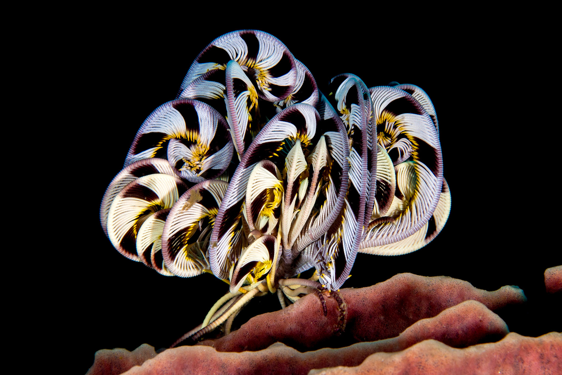 Crinoids and Feather Stars