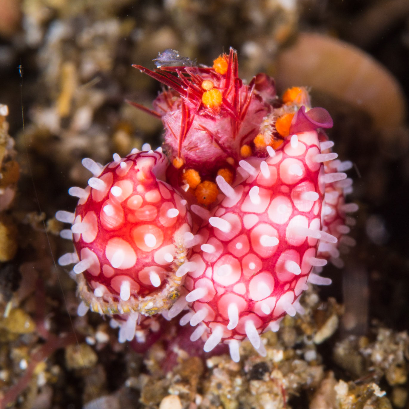 Banded Egg Cowrie