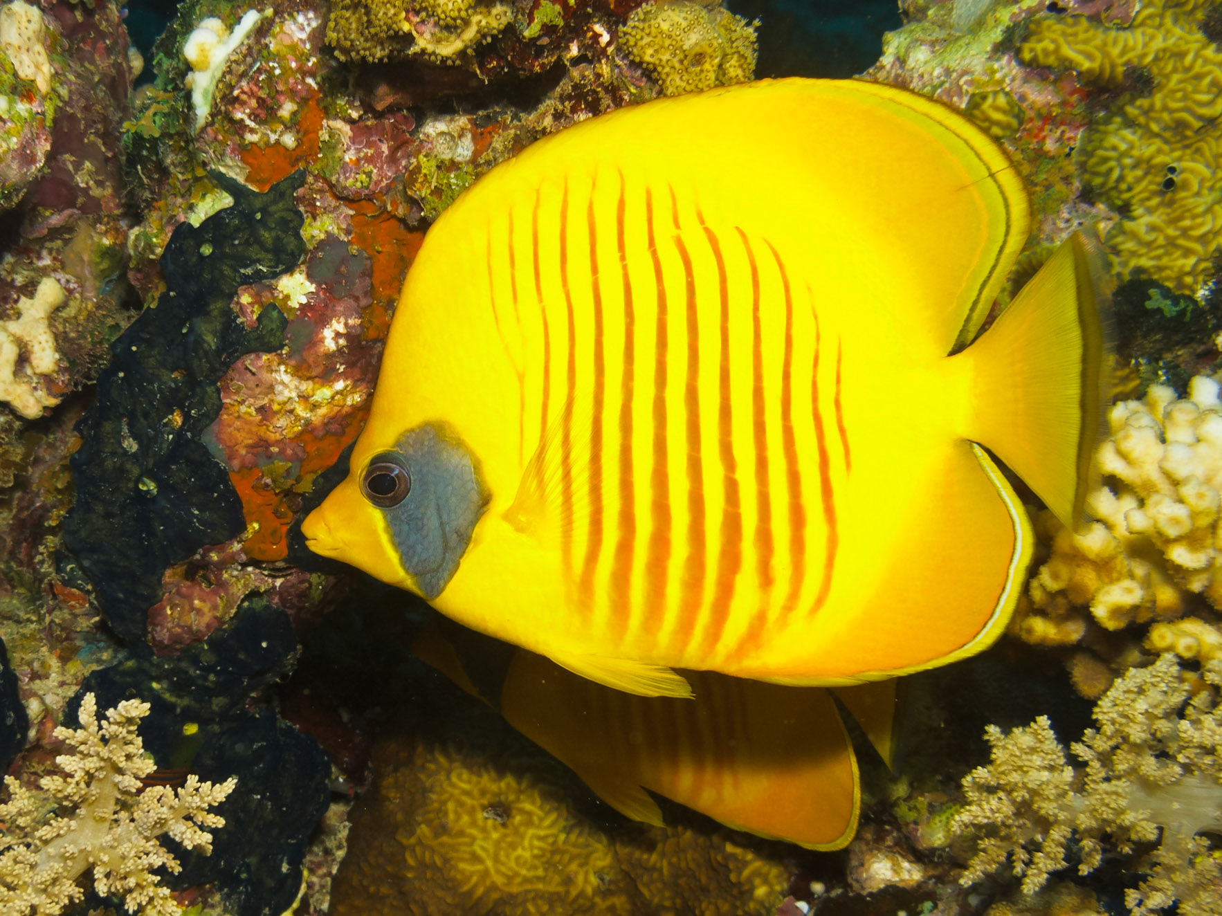 Masked Butteryflyfish