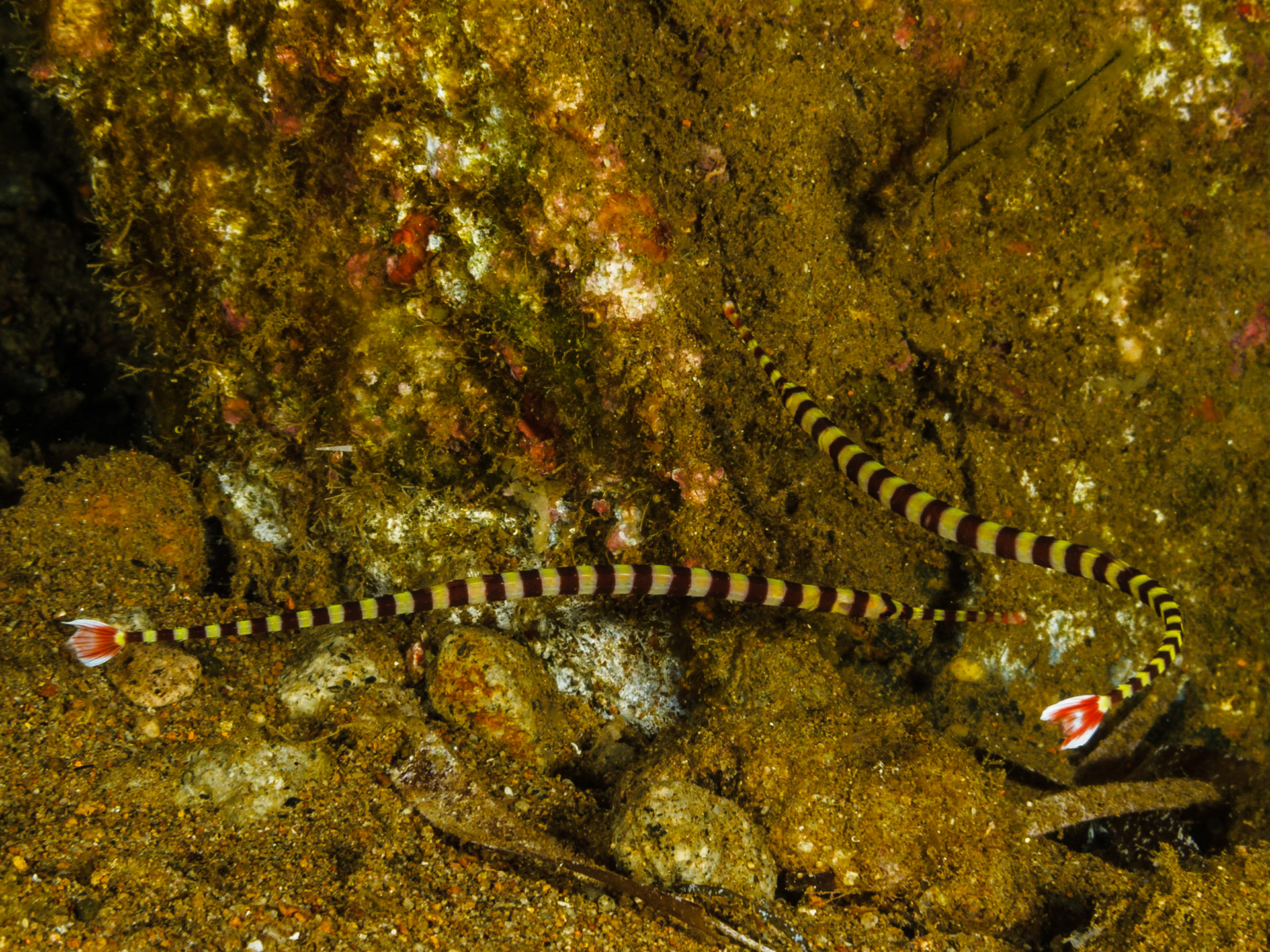 Ringed Pipefish