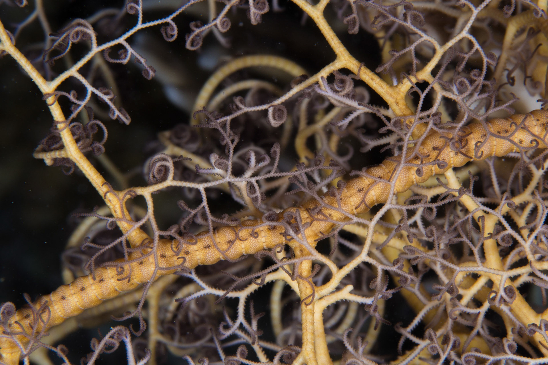 Giant Basket Star (Pacific)