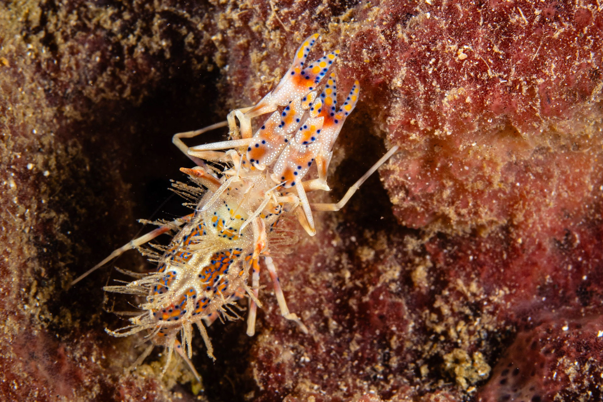 Spiny Tiger Shrimp