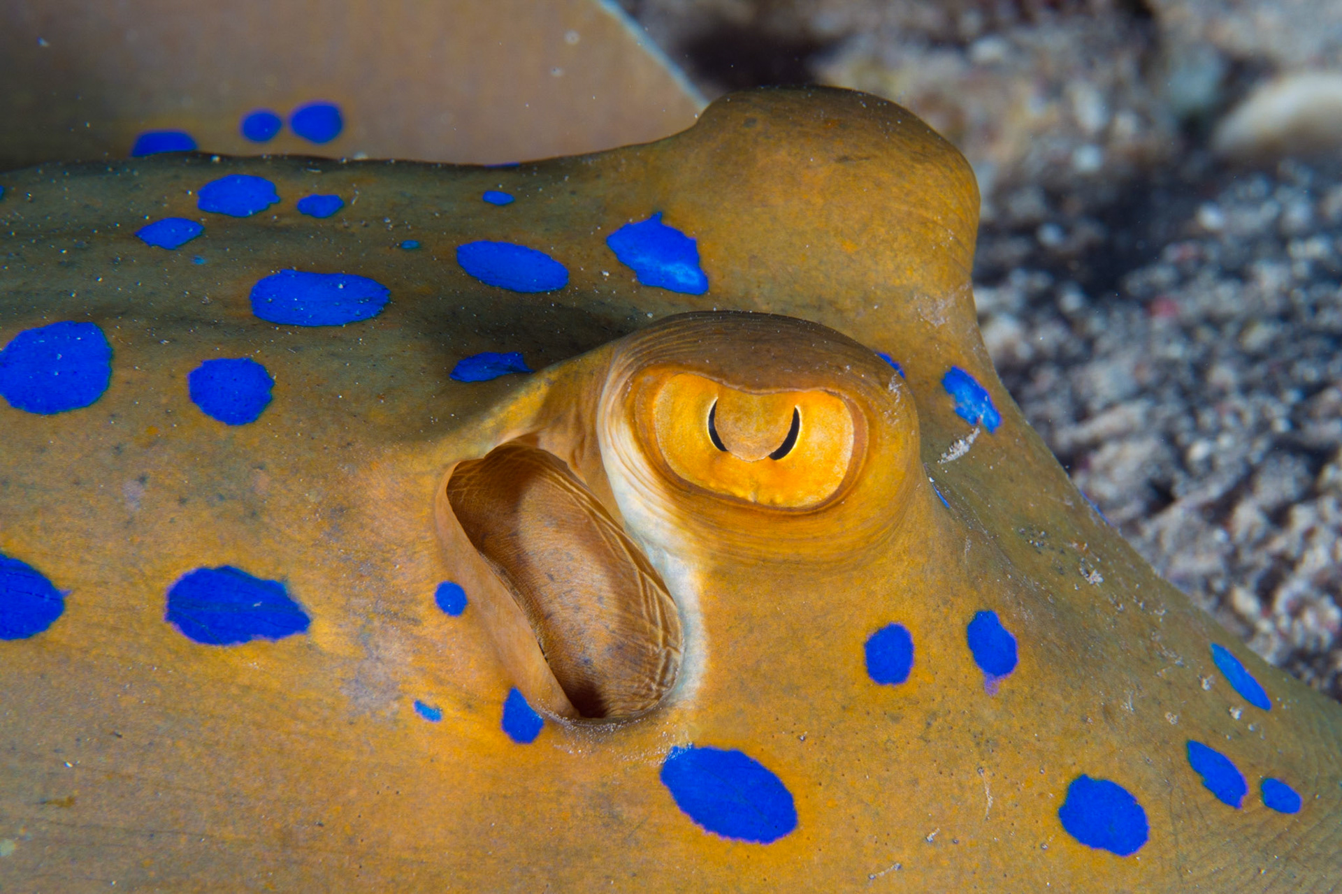 Bluespotted Stingray