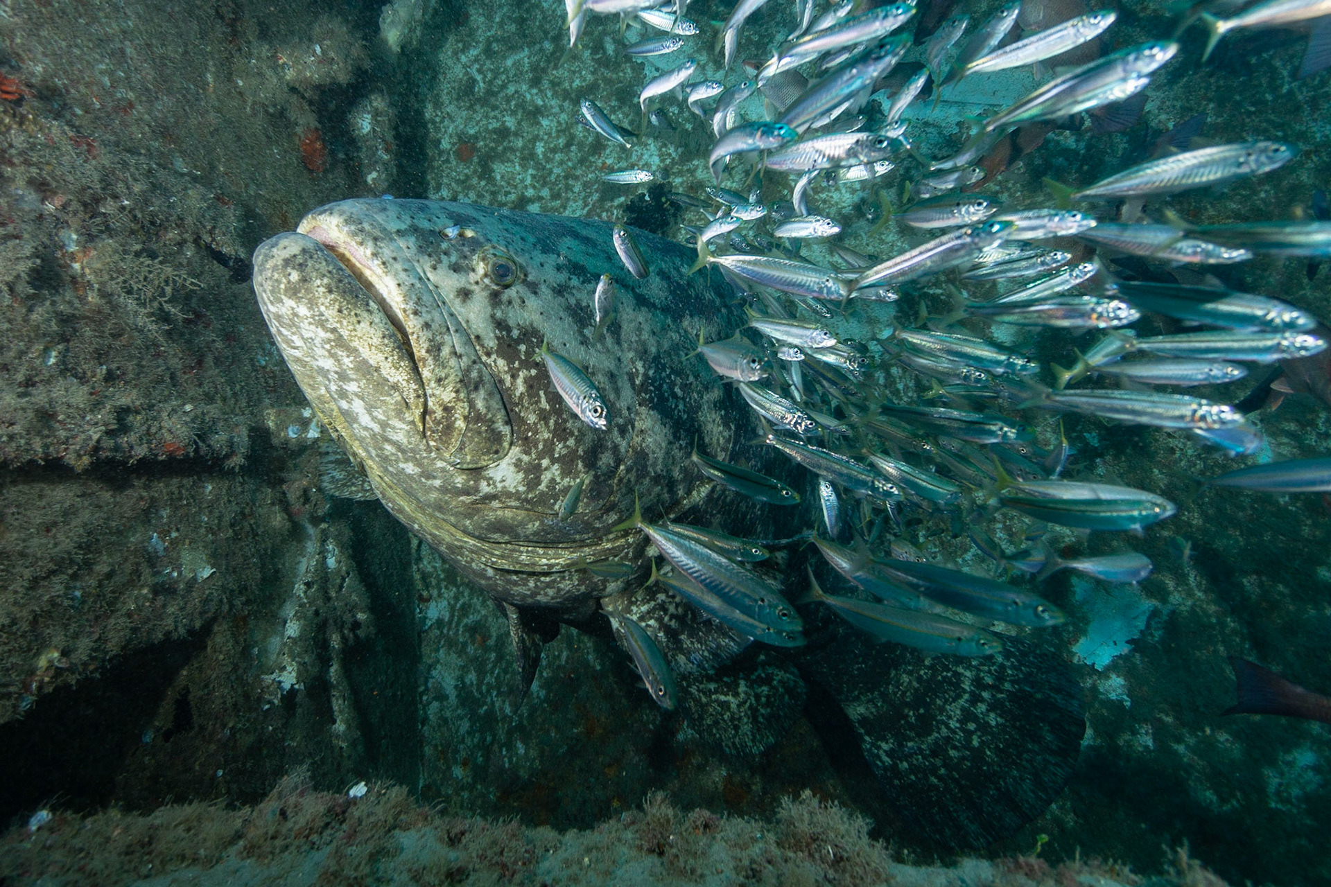 Goliath Grouper
