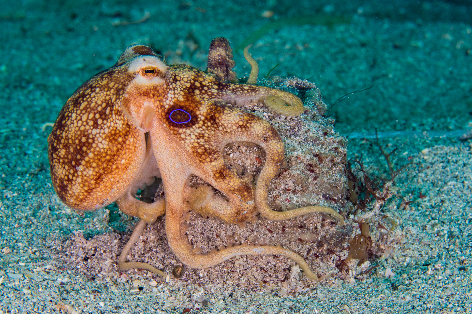 Poison Ocellate Octopus