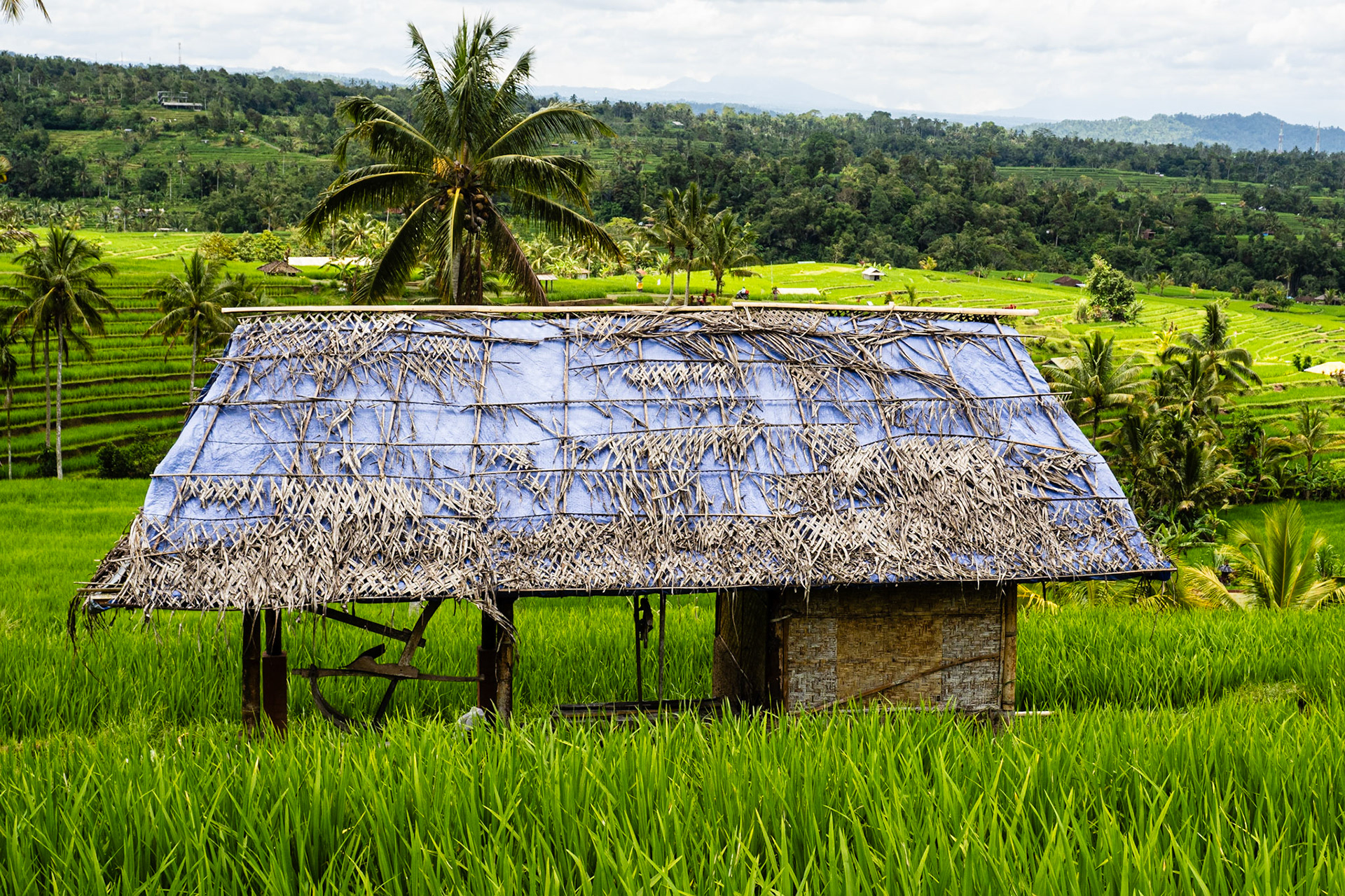 Jatiluwih rice terraces