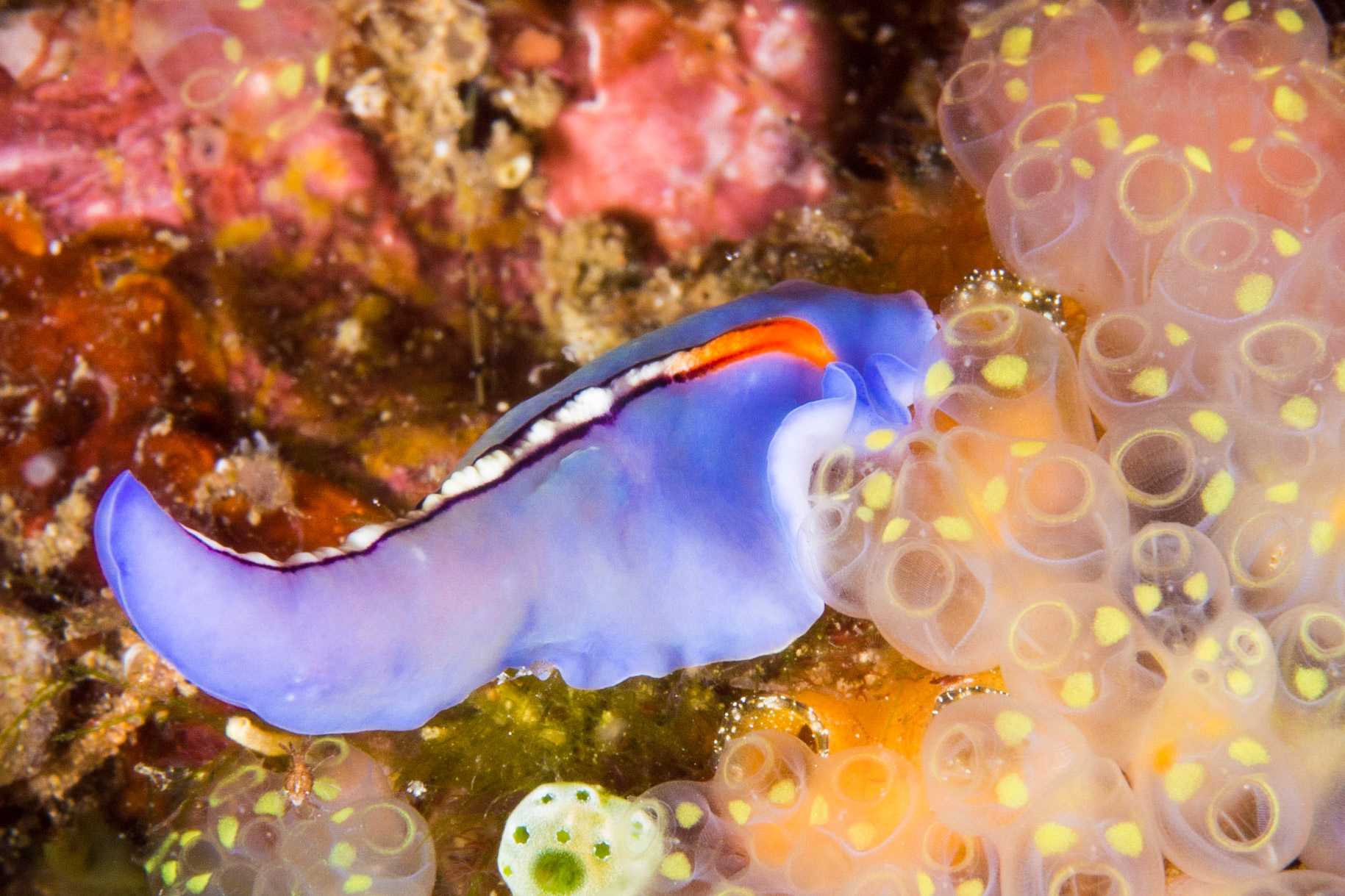 Racing Stripe Flatworm