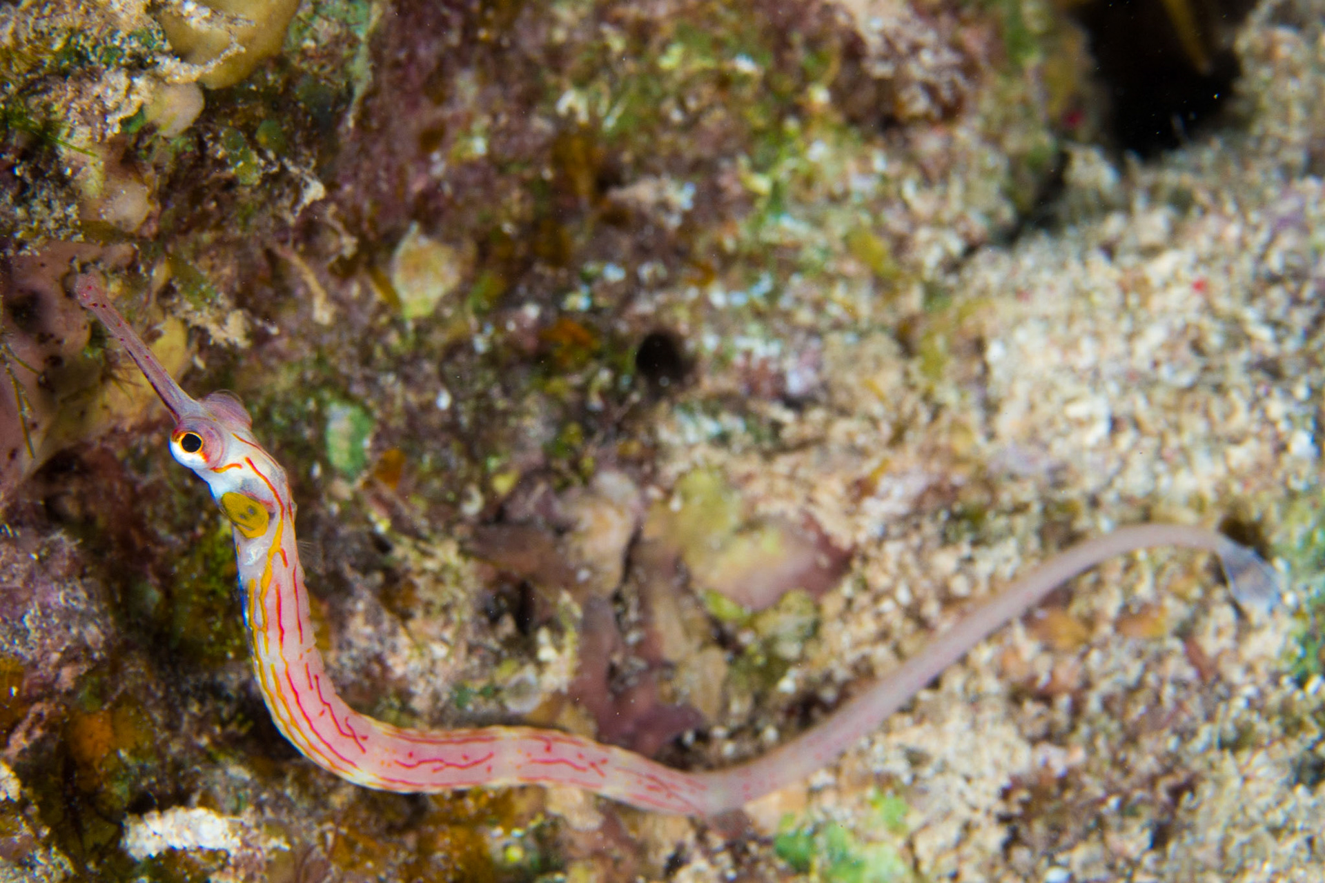 Red Sea Pipefish