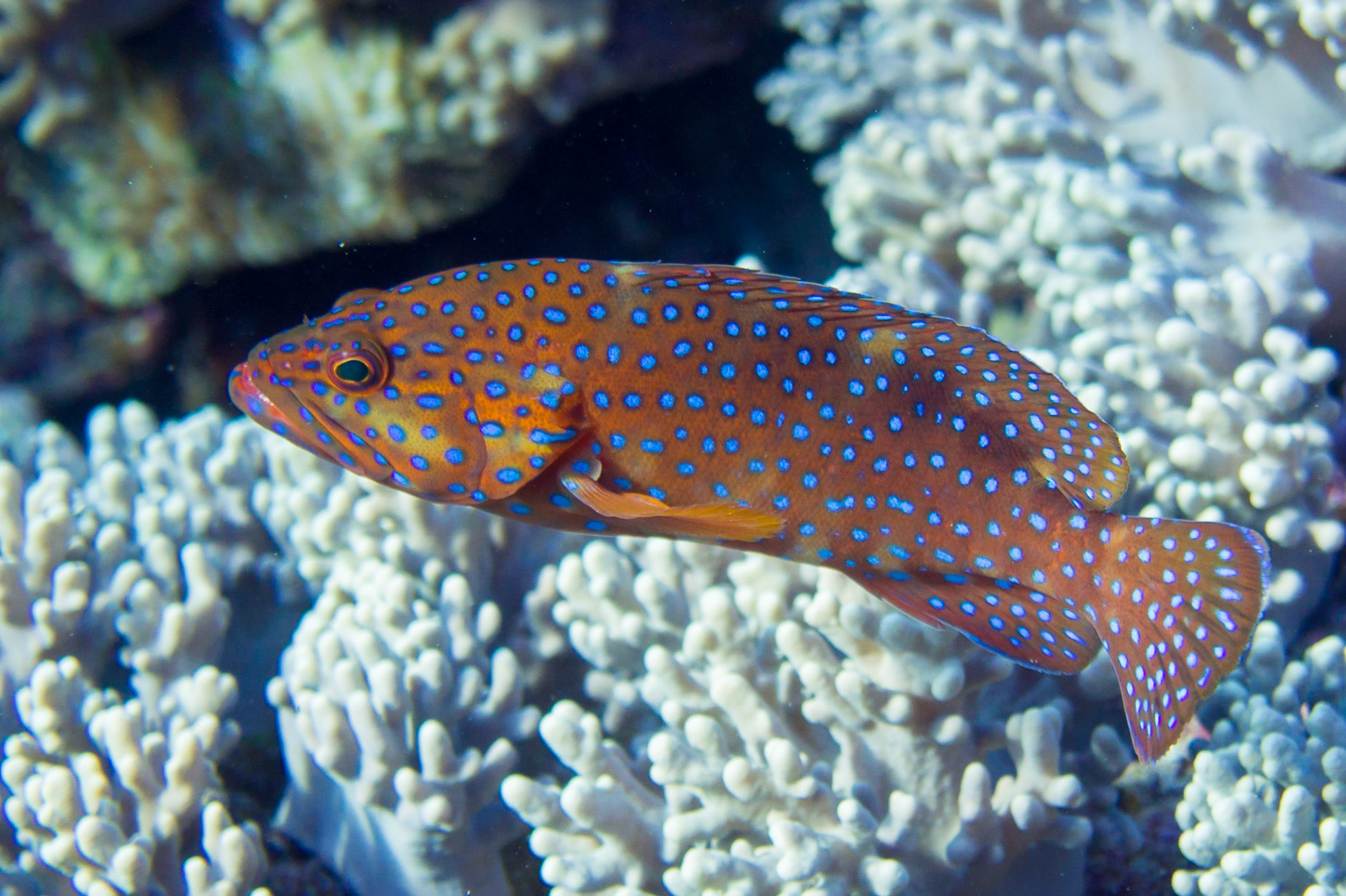 Coral Grouper