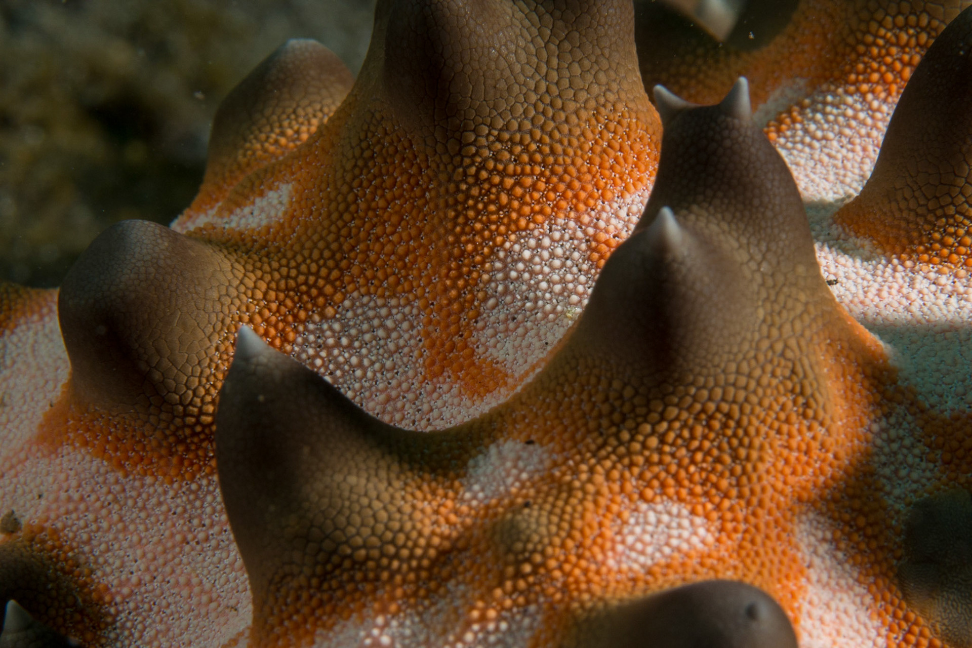 Detail of a Chocolate Chip Sea Star