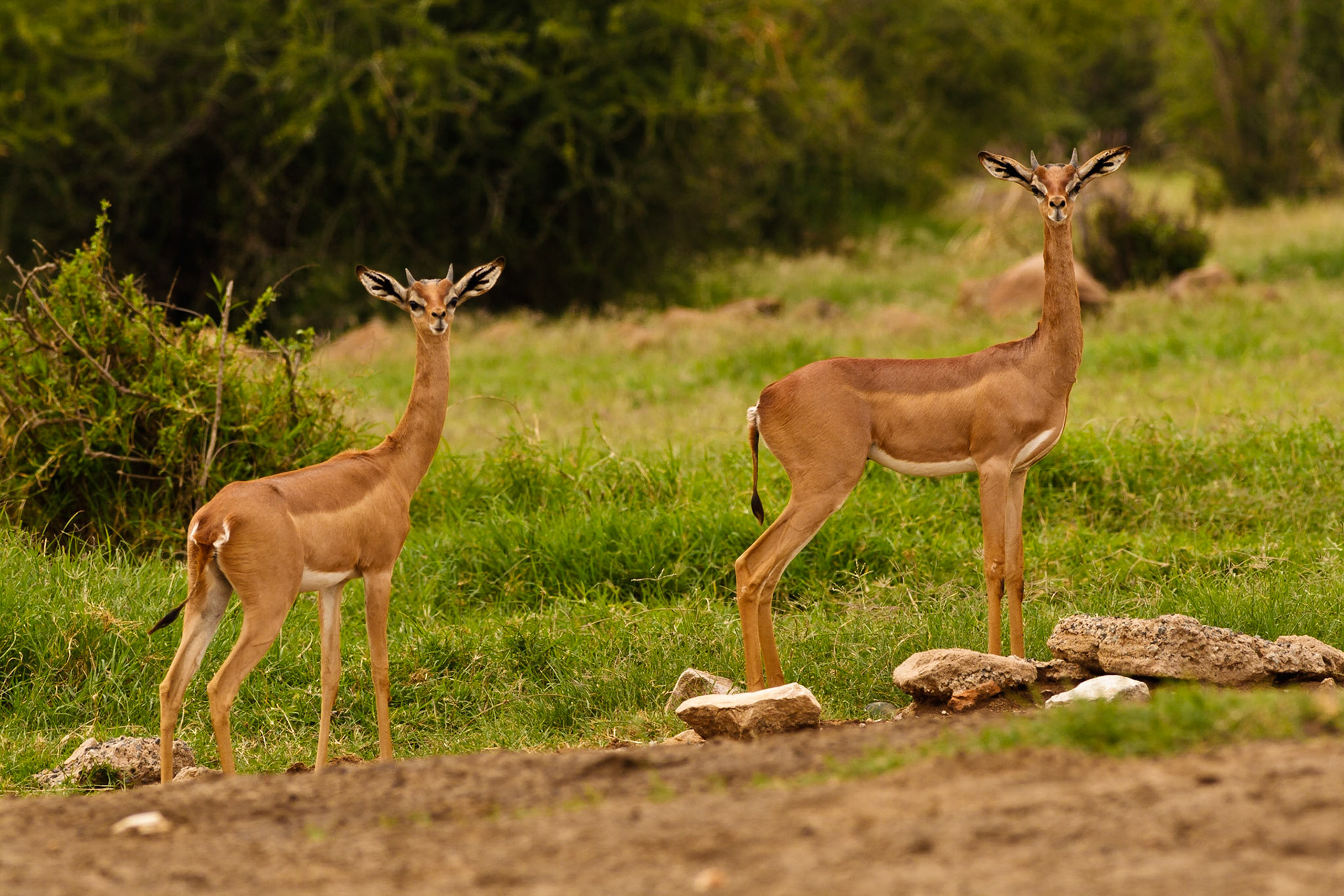 A pair of Gerenuk antelope which use their long necks to browse on leaves that other antelopes can't reach.