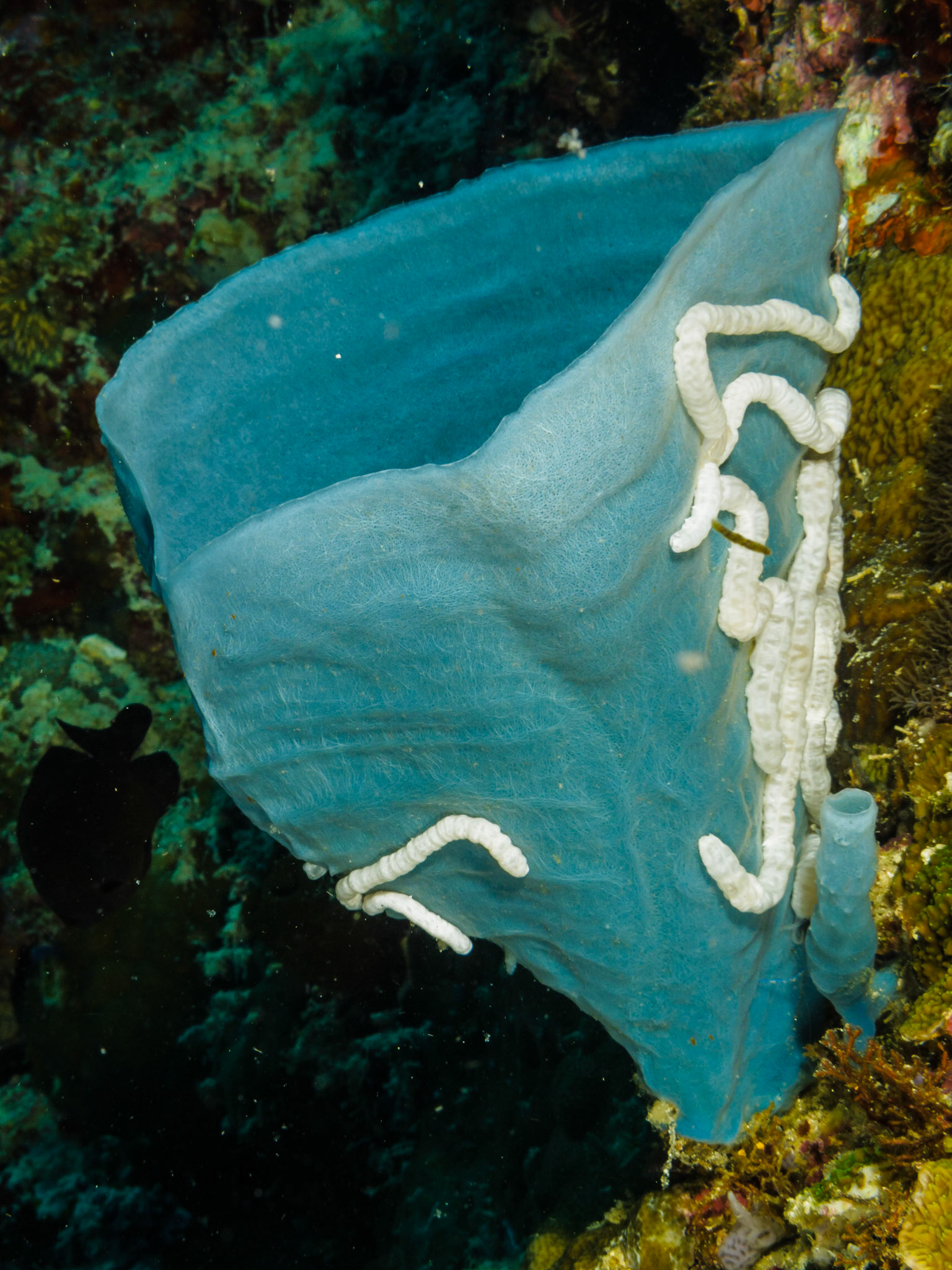 Sea cucumbers on a vase sponge