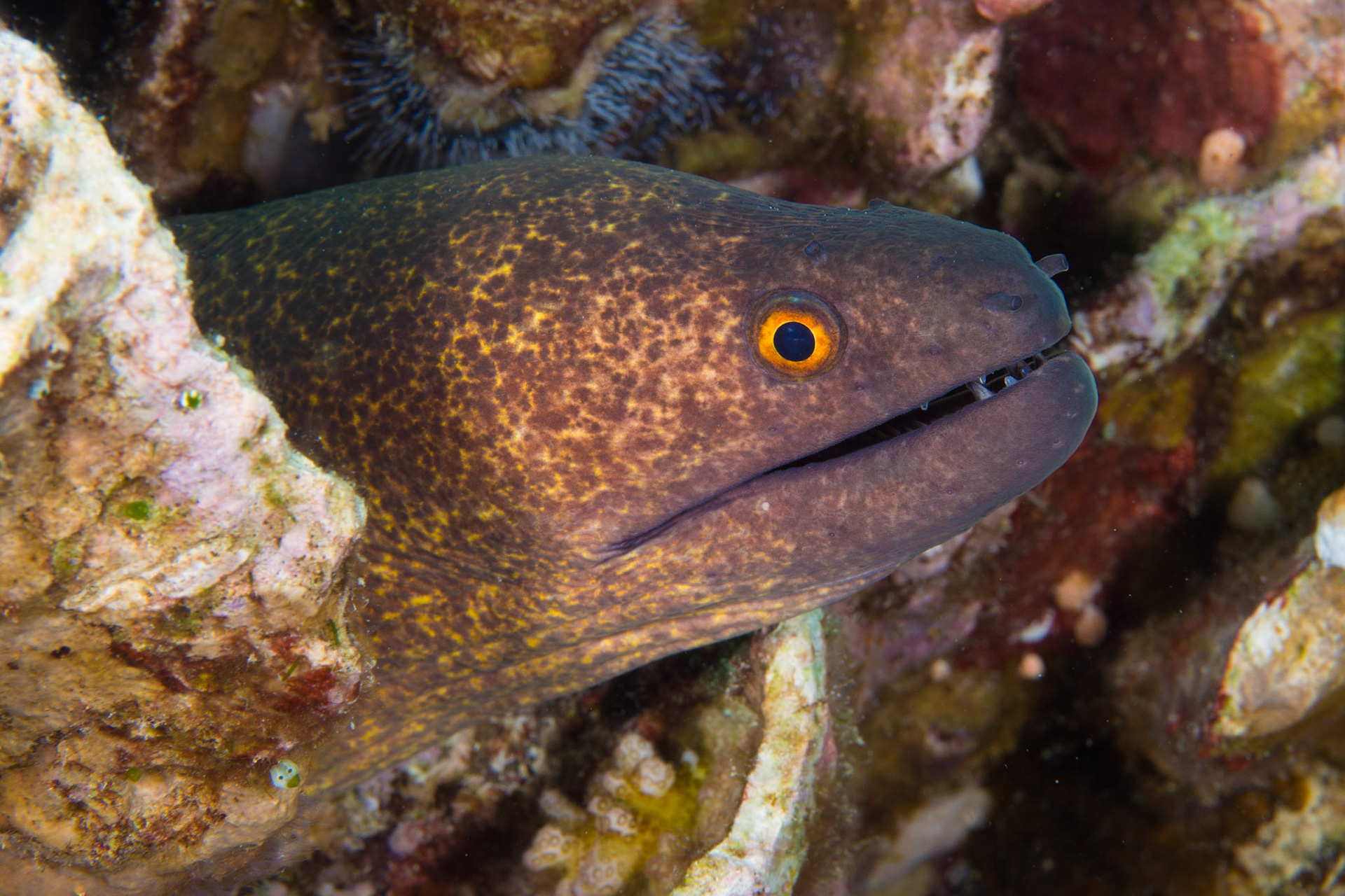 Yellowmargin Moray