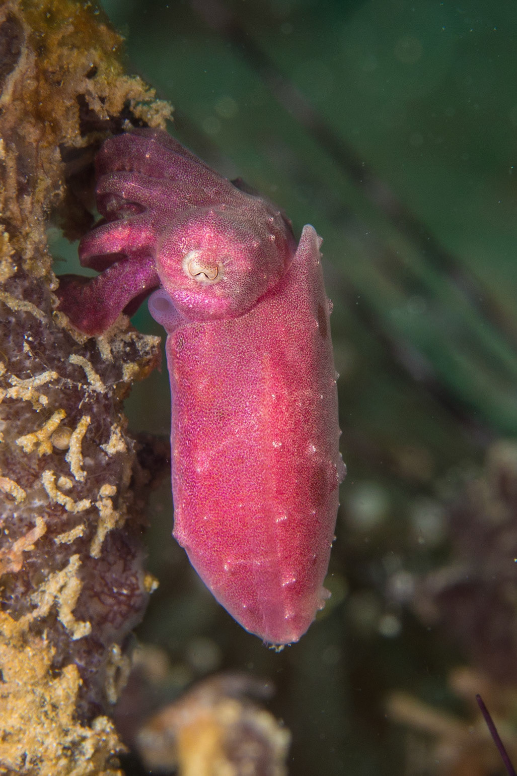 Cuttlefishes