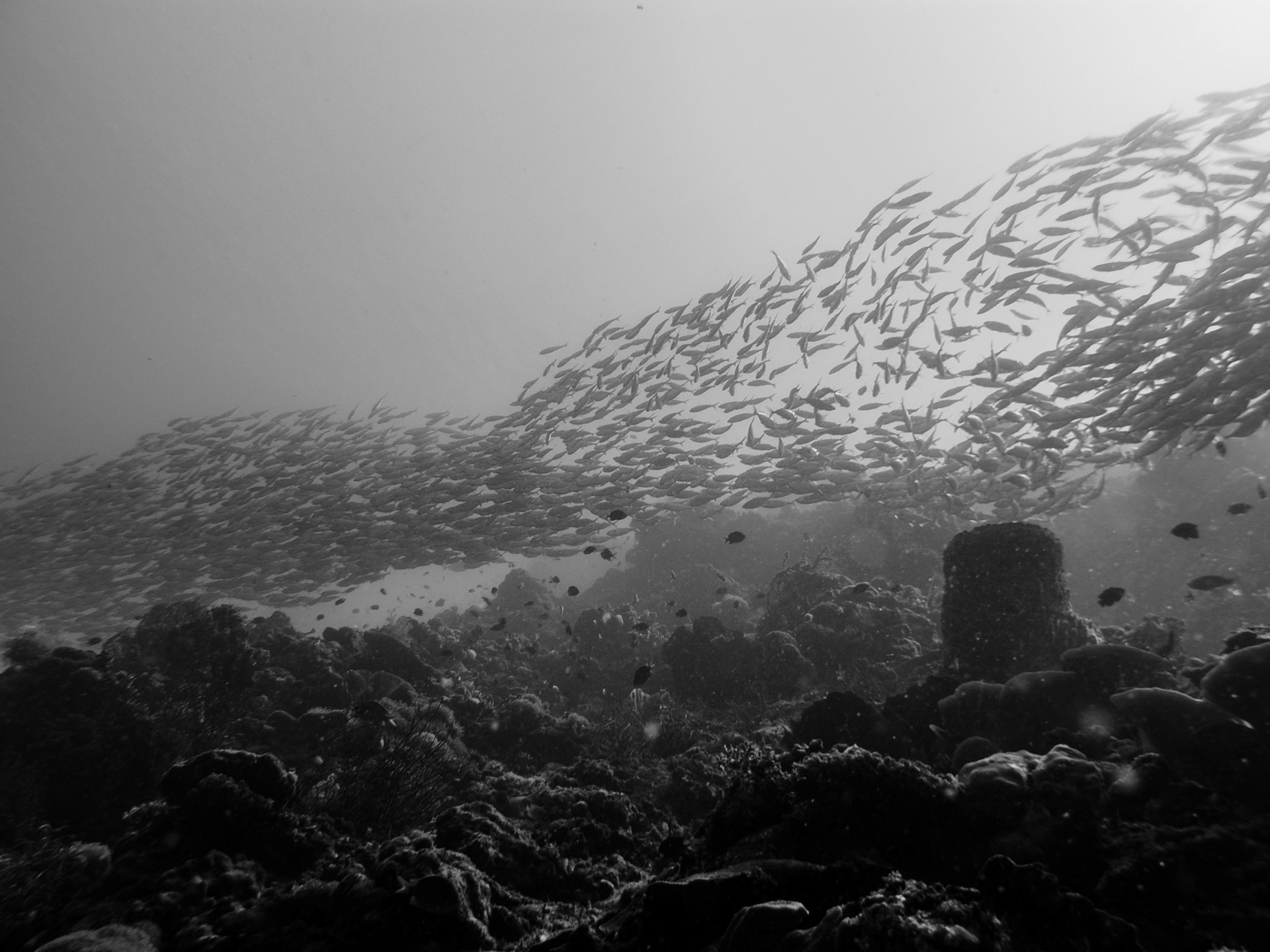 Sardines at Moalboal