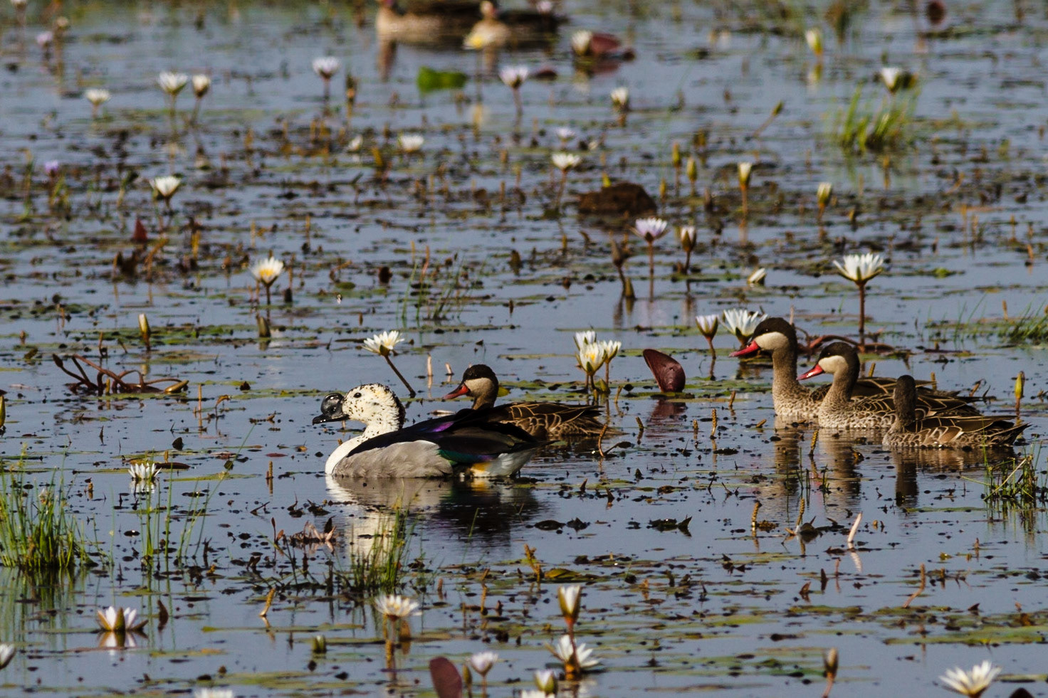 Red-billed Teal