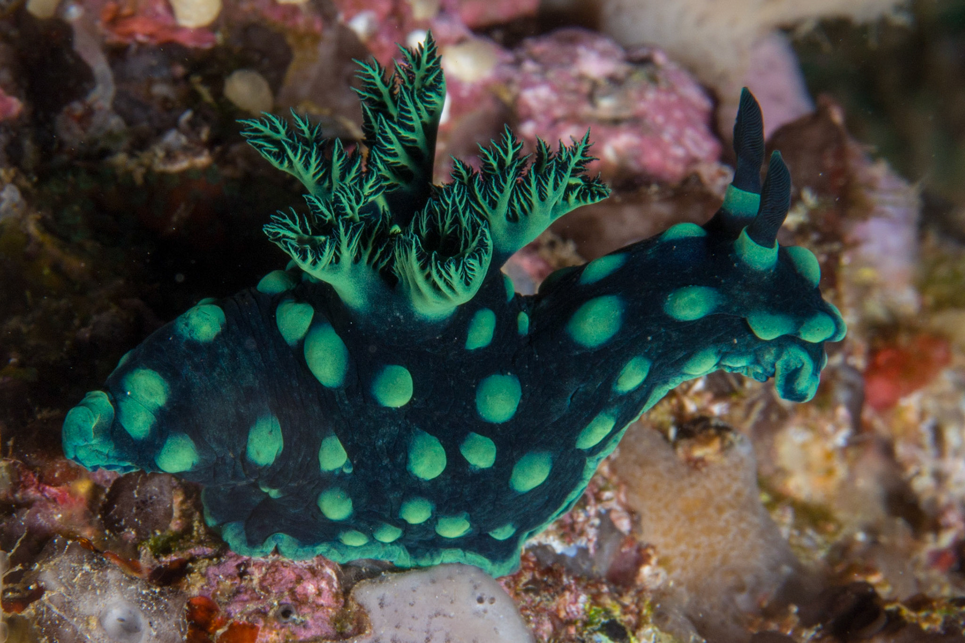 Nembrotha cristata
