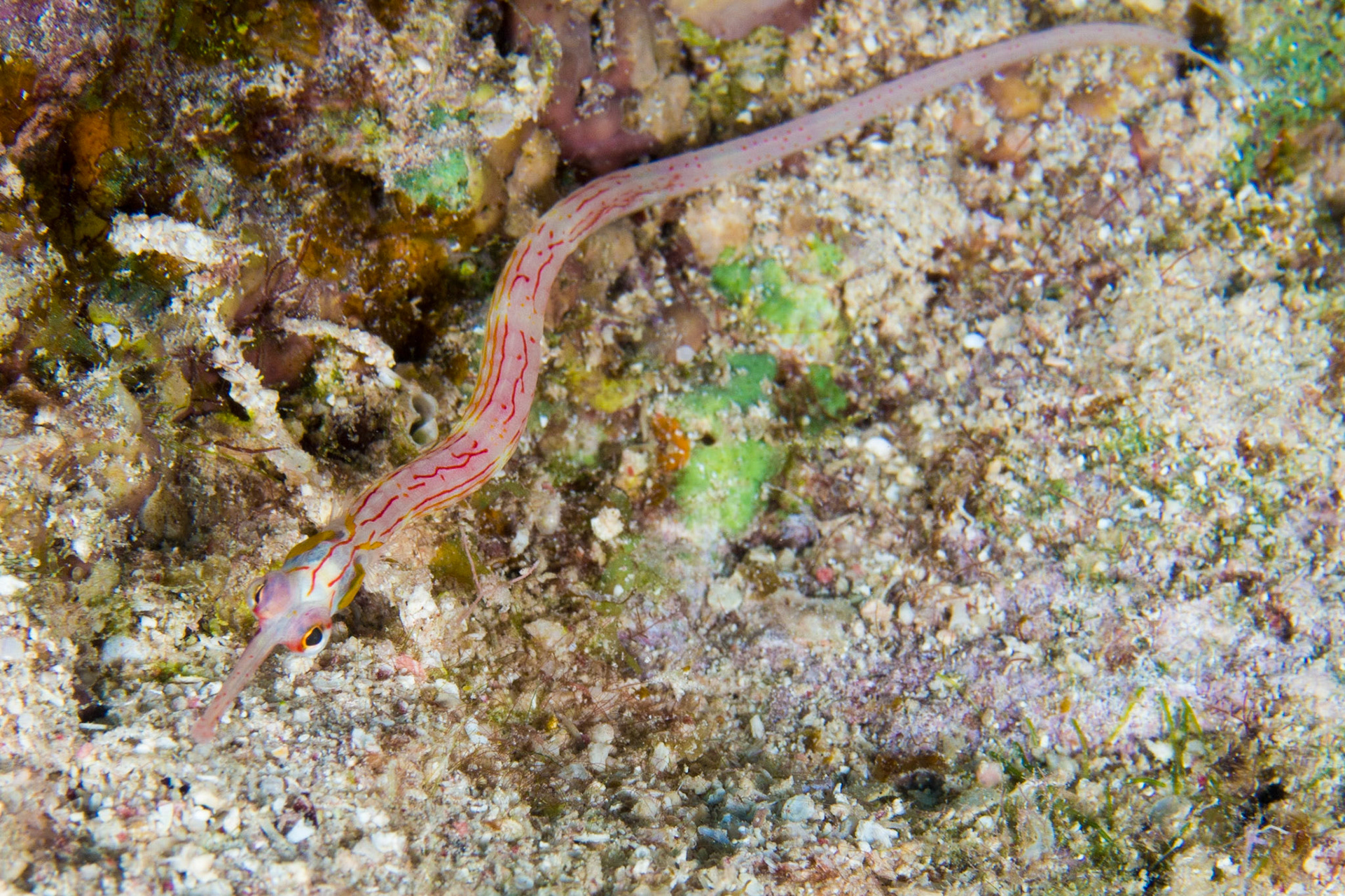 Red Sea Pipefish