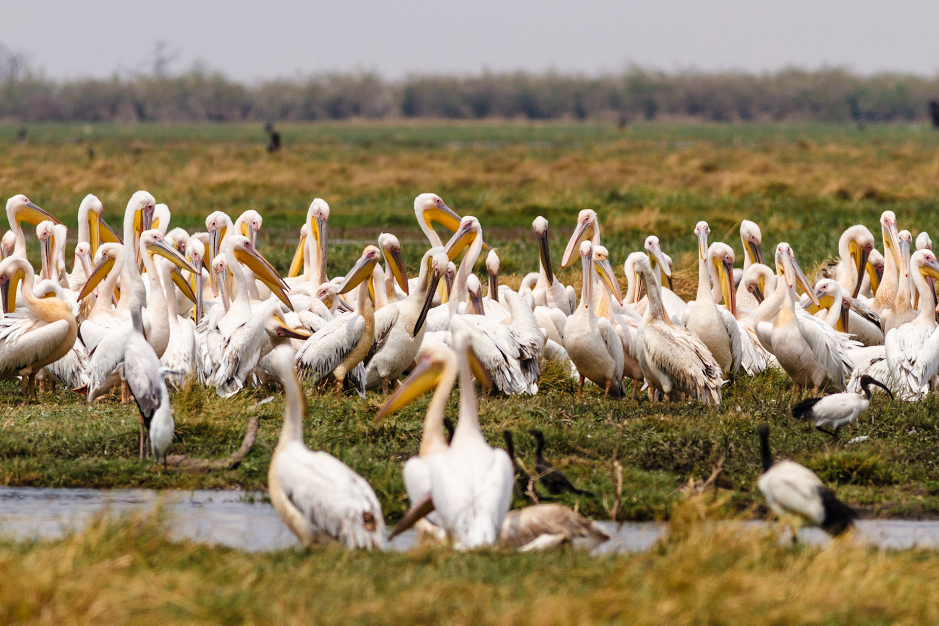 Great White Pelicans and African Sacred Ibis