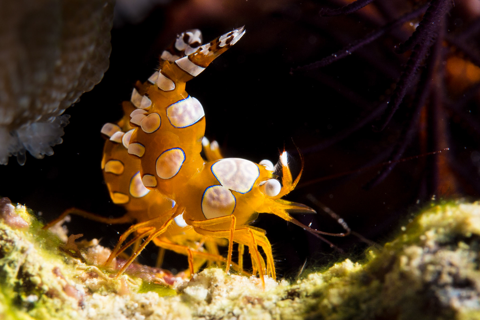 Squat Anemone Shrimp