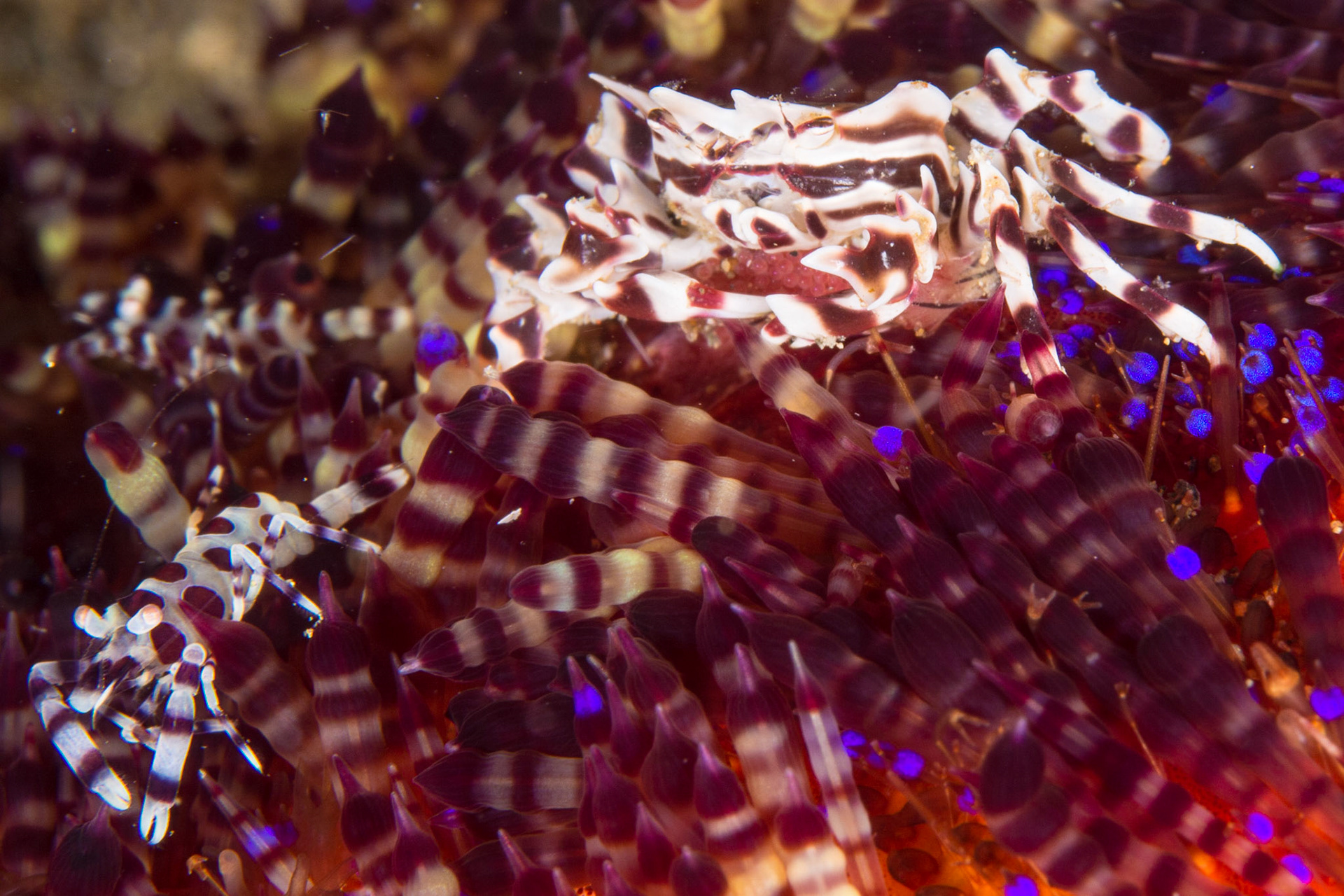 Zebra Urchin Crab with eggs &  Coleman Shrimp on Variable Fire Urchin