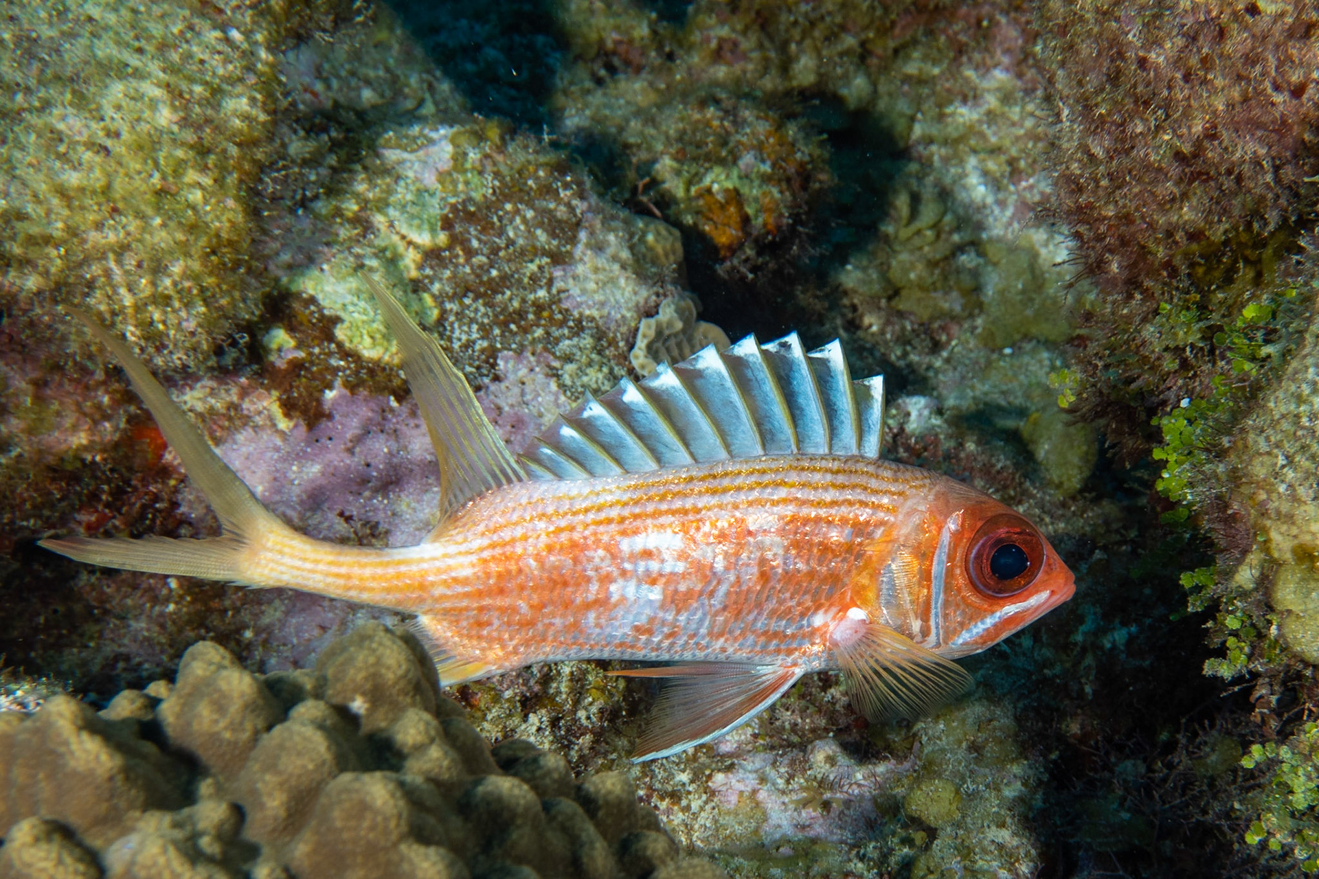 Longspine Squirrelfish