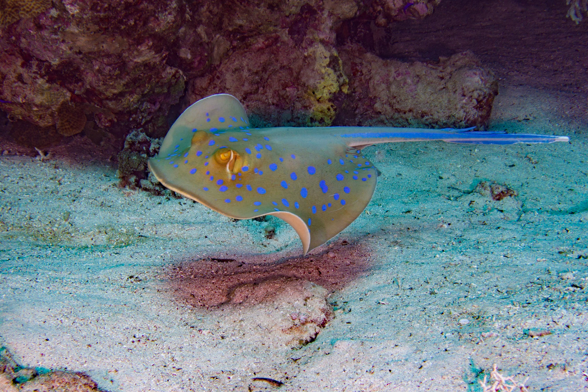 Bluespotted Stingray
