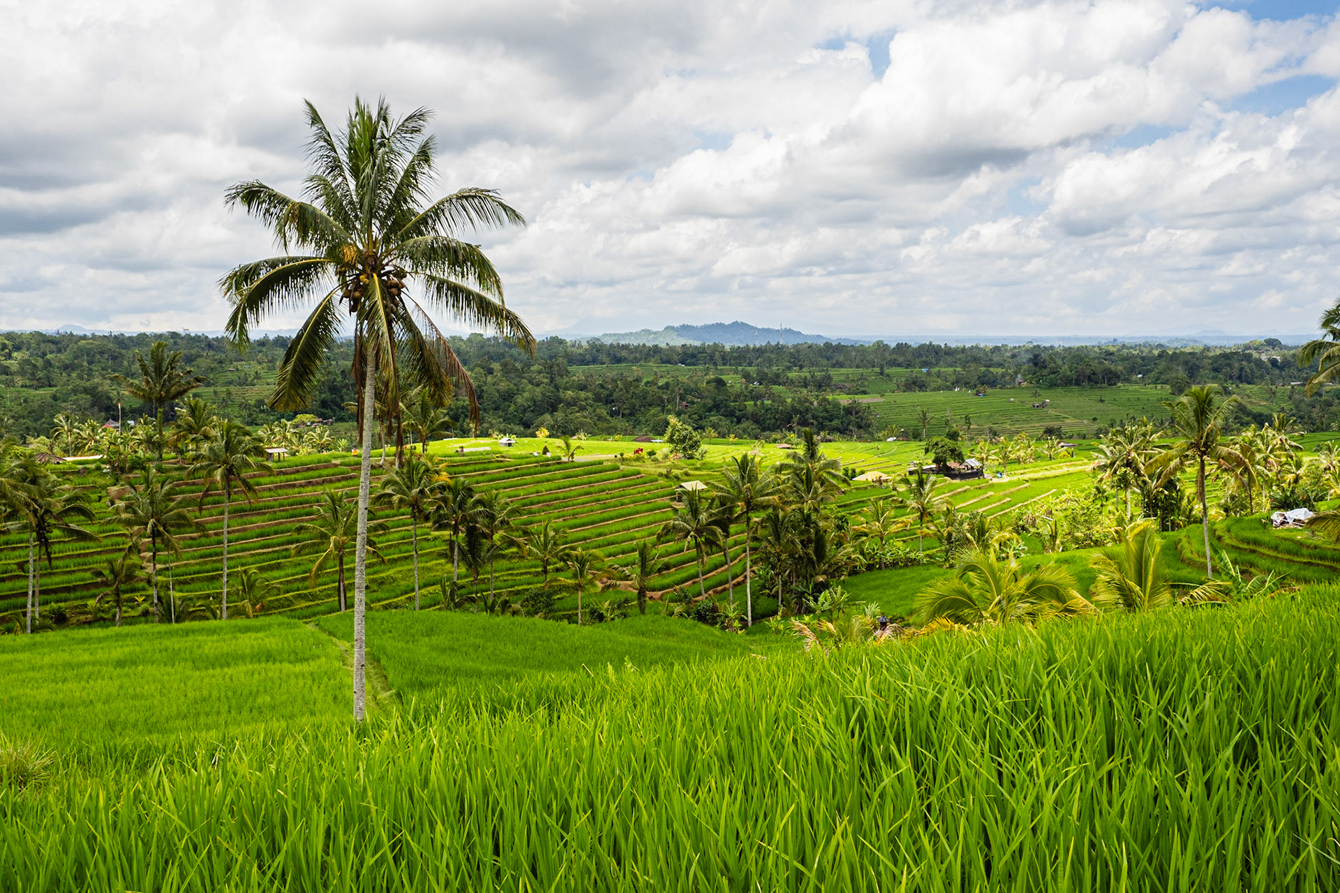 Jatiluwih rice terraces