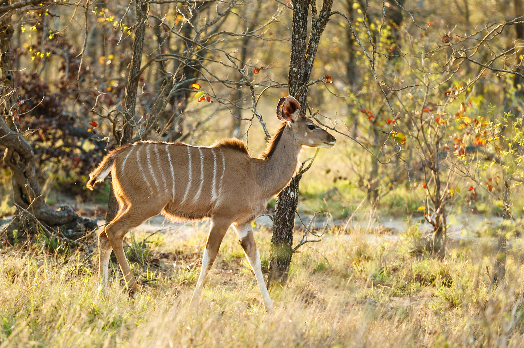 Greater Kudu