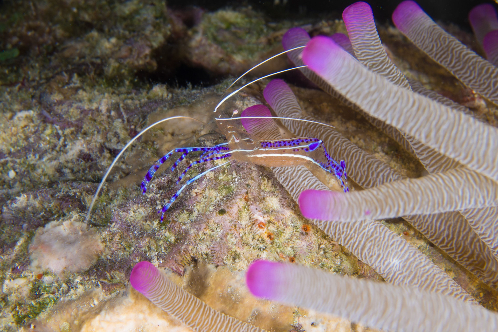 Pederson Cleaner Shrimp and Giant Anemone