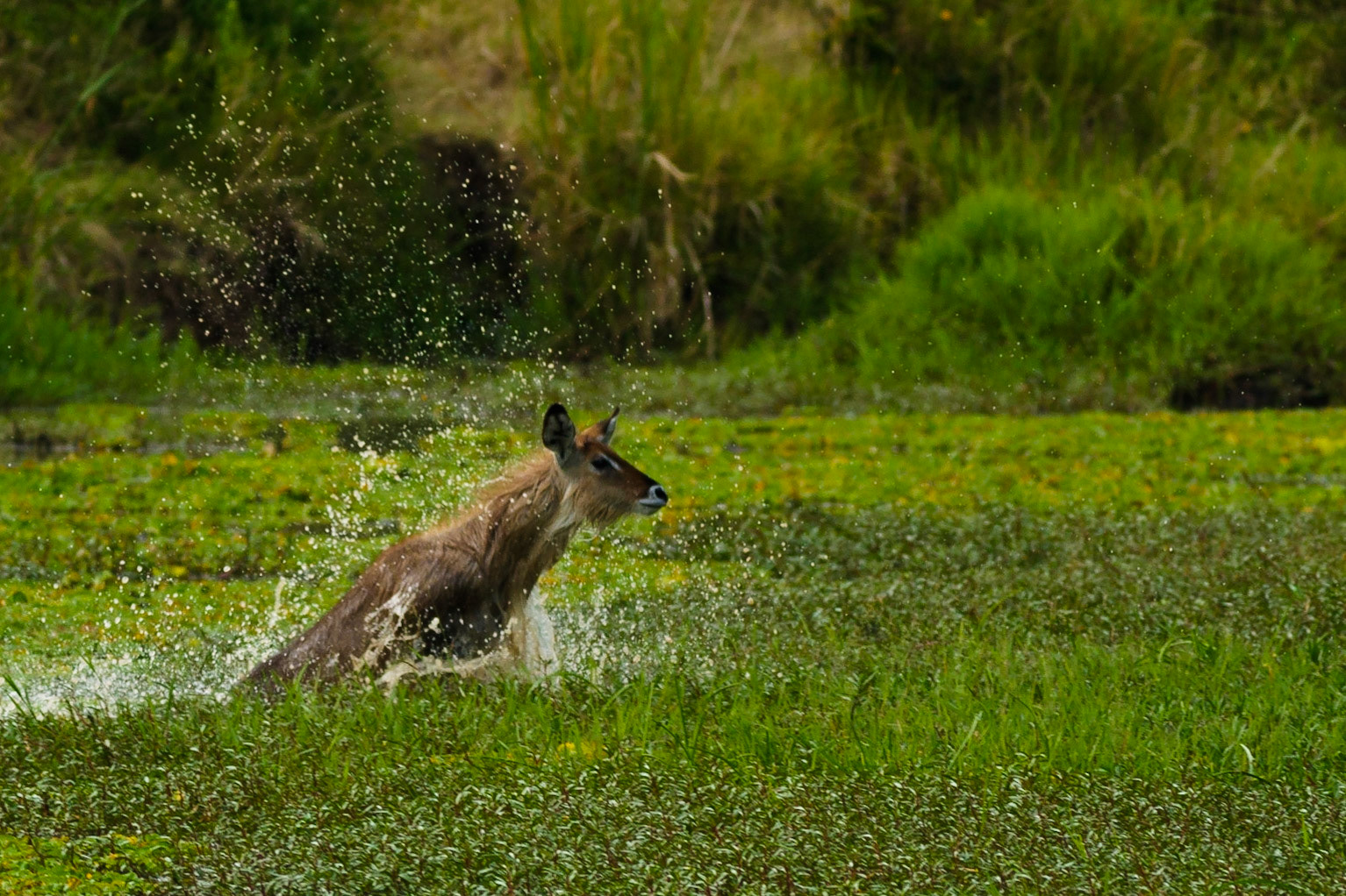 Waterbuck in a marsh