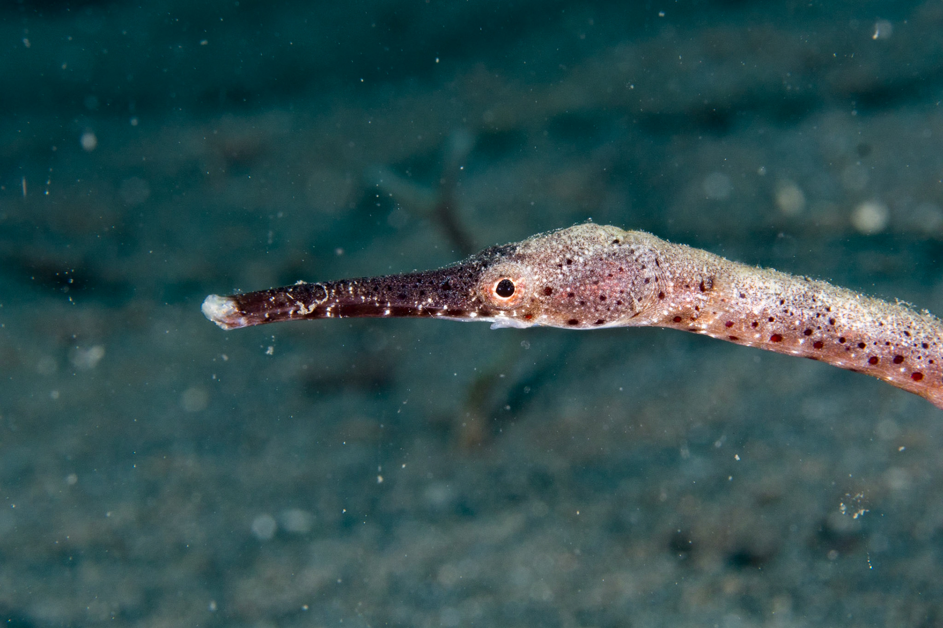 Short-tailed Pipefish