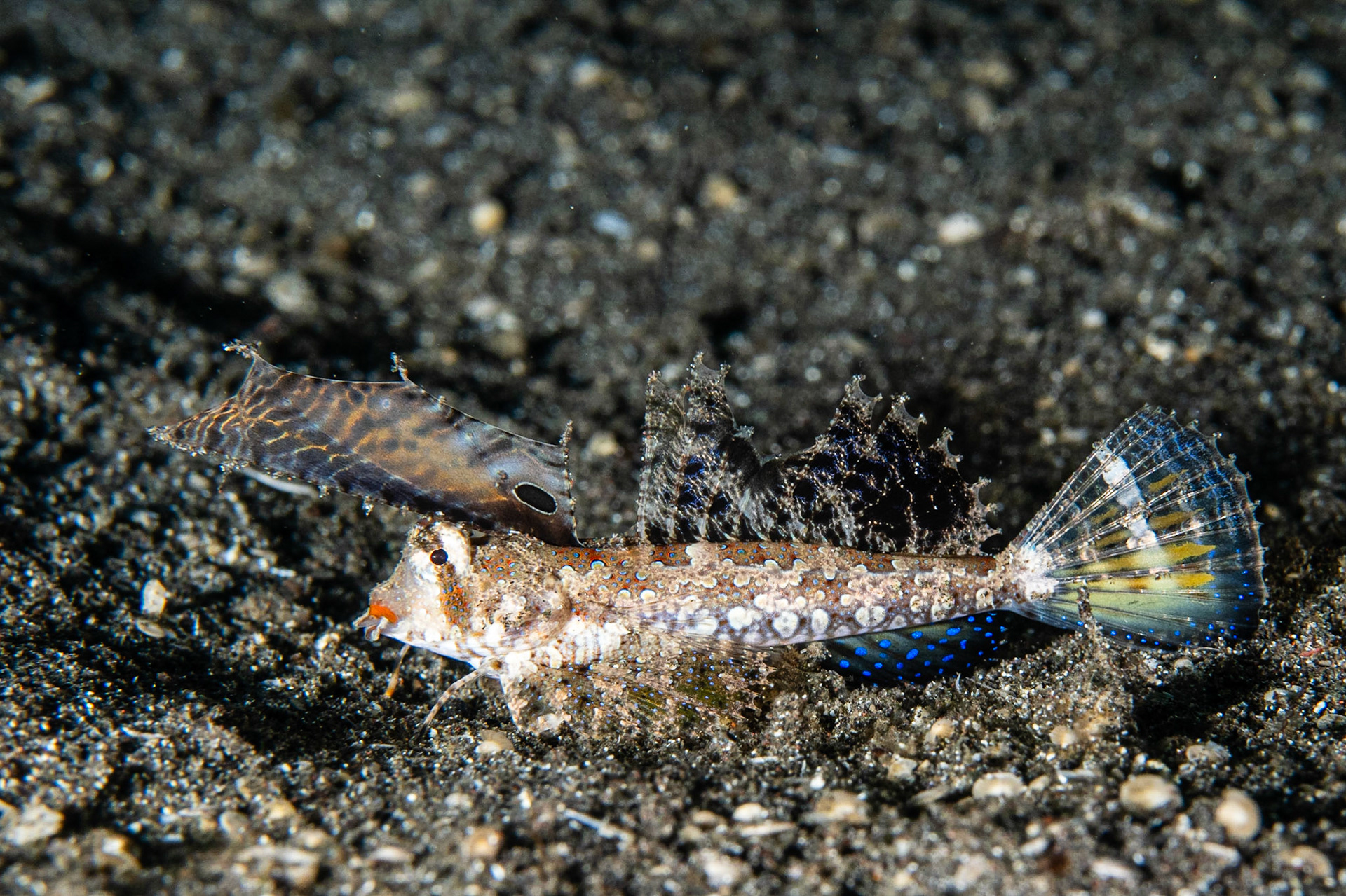 Fingered Dragonet