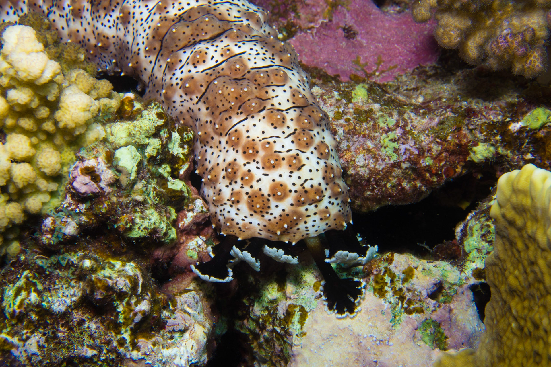 Blackmouth Sea Cucumber