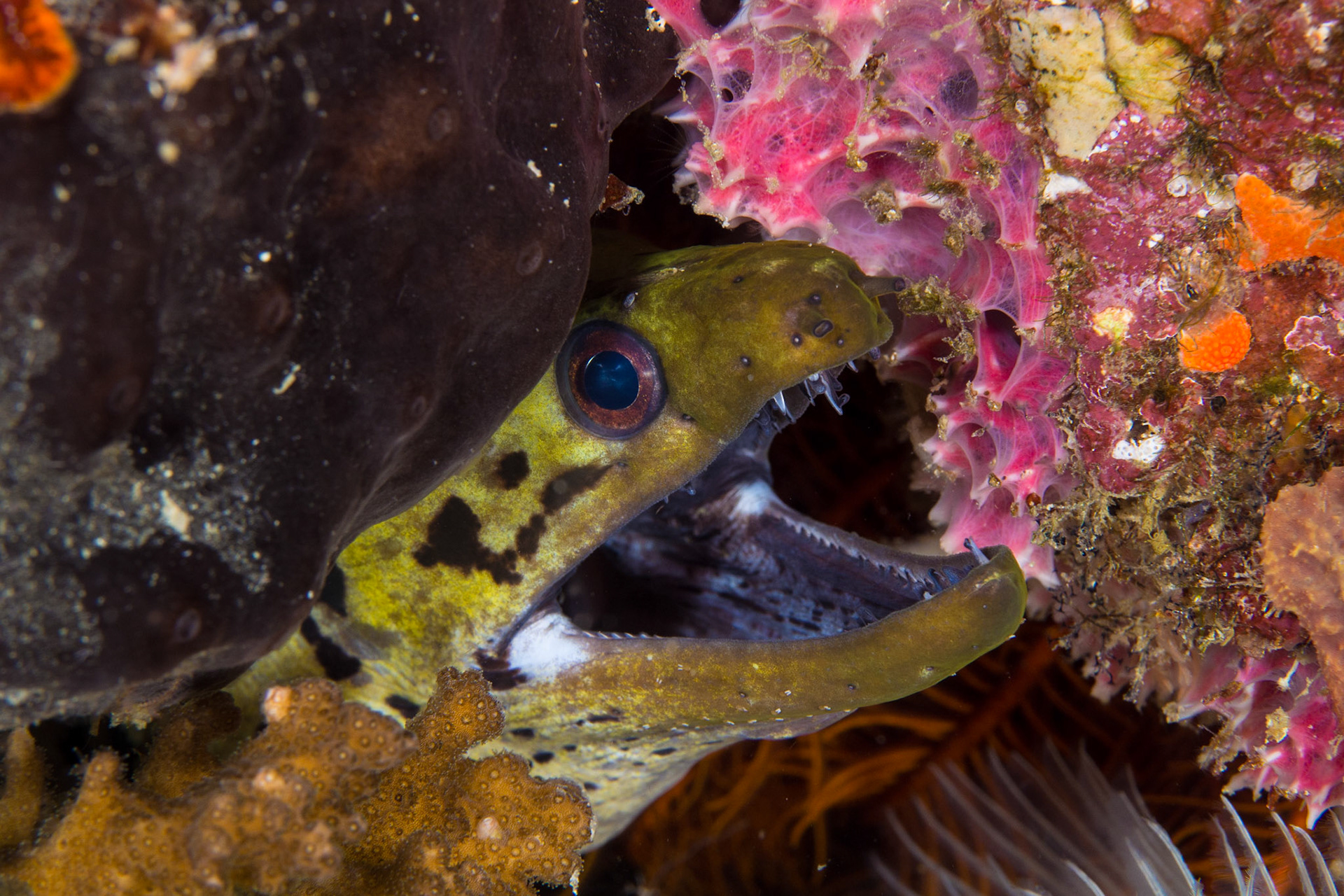 Fimbriated Moray