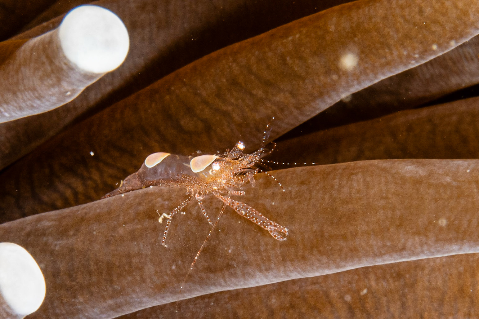 Egg Shell Shrimp