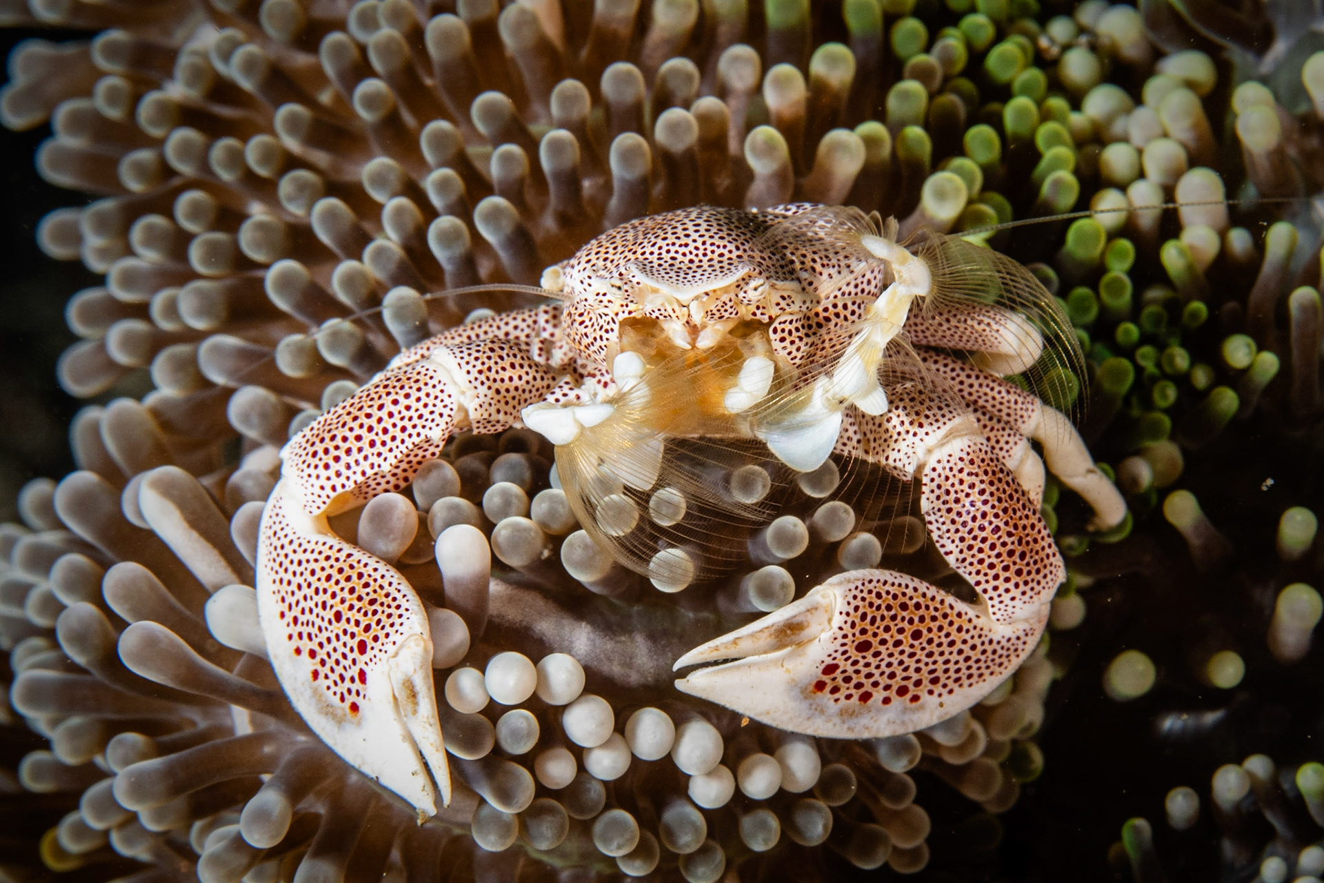 Spotted Porcelain Crab