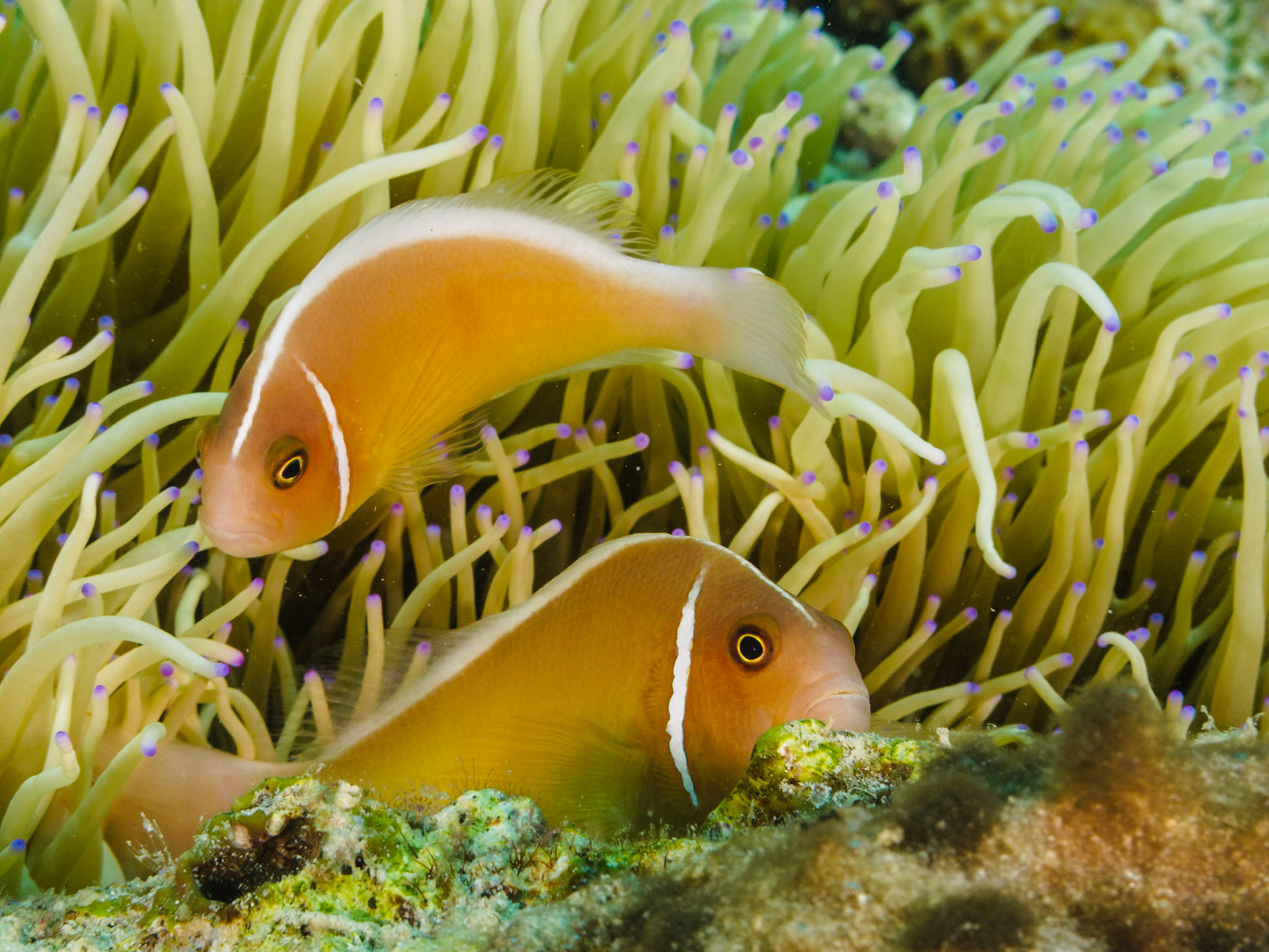Pink Anemonefish
