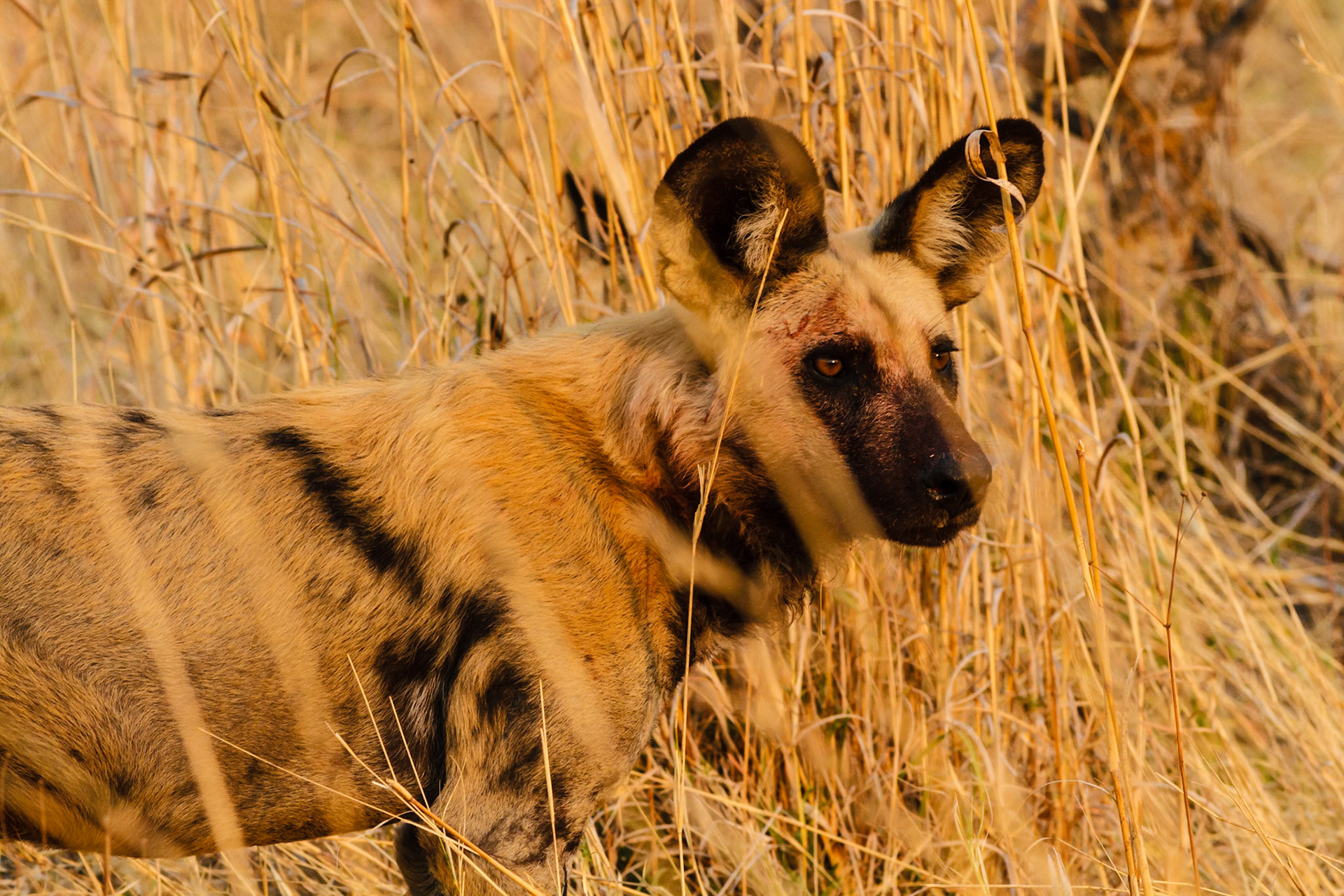 Wild Dogs