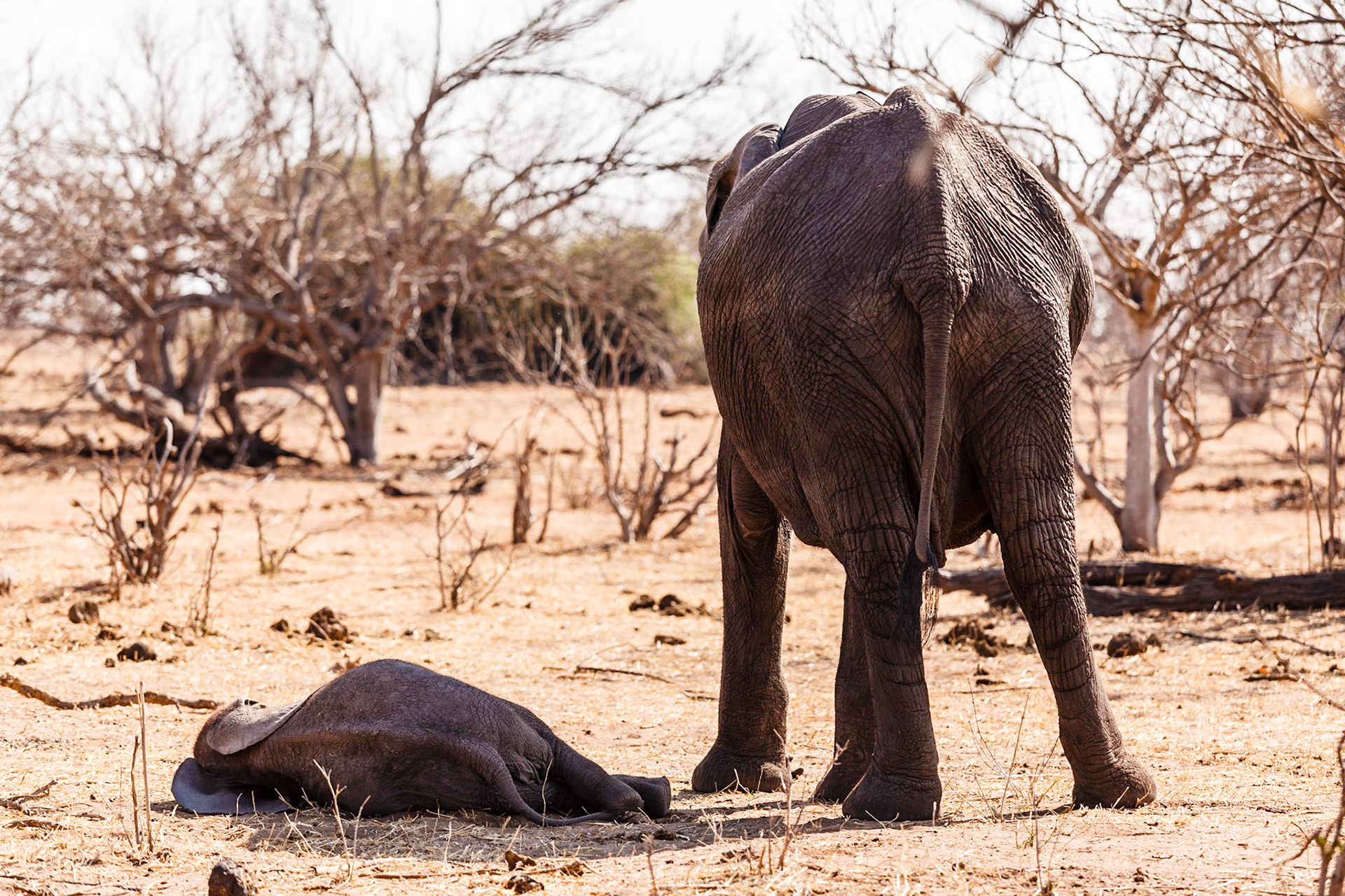 Afrcian Elephant shading her baby