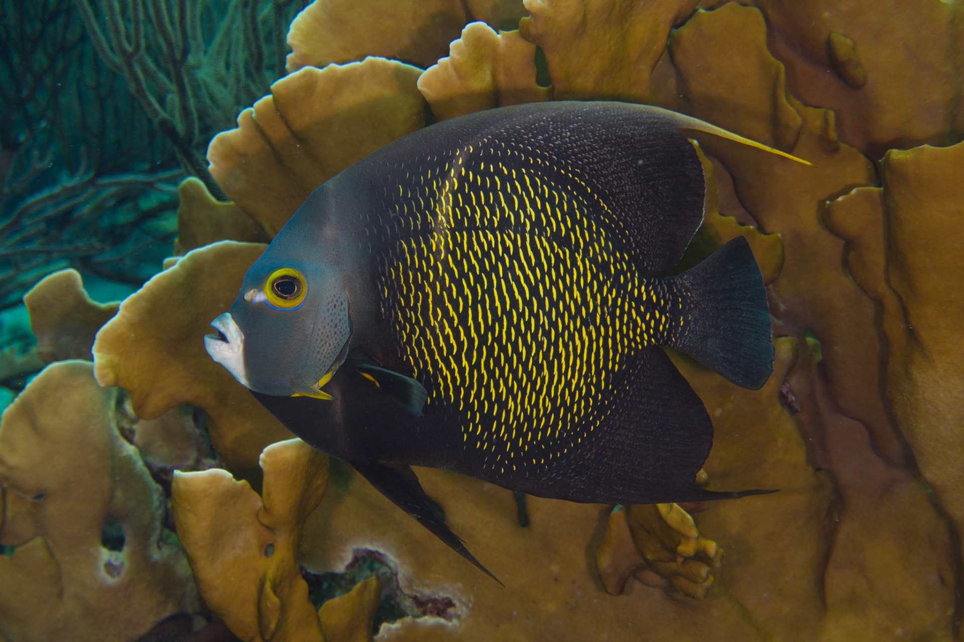 French Angelfish