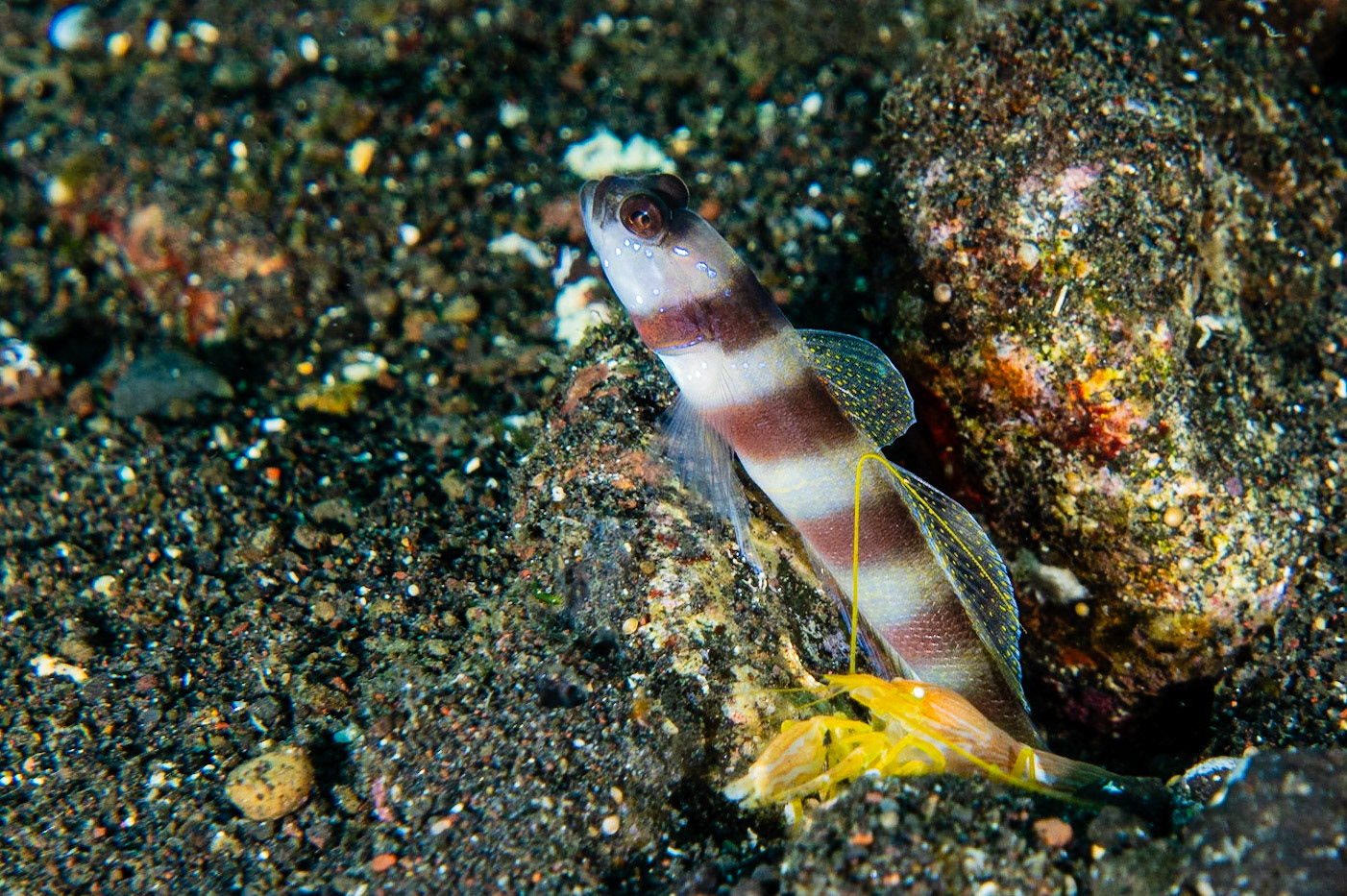Steinitz' Shrimpgoby and Alpheus sp.