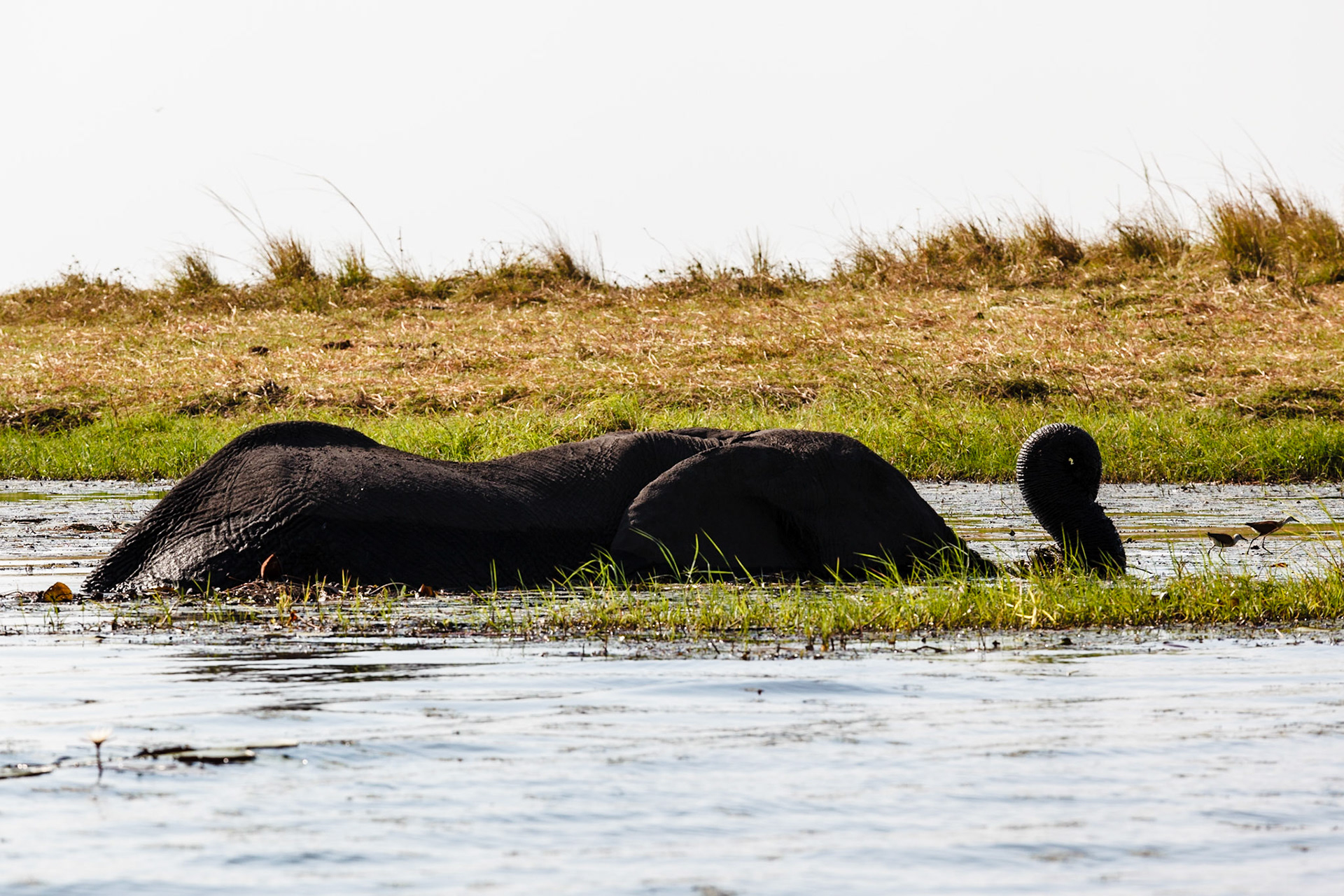 African Elephant