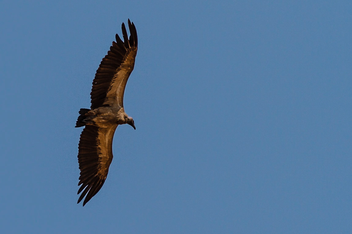 African White-backed Vulture