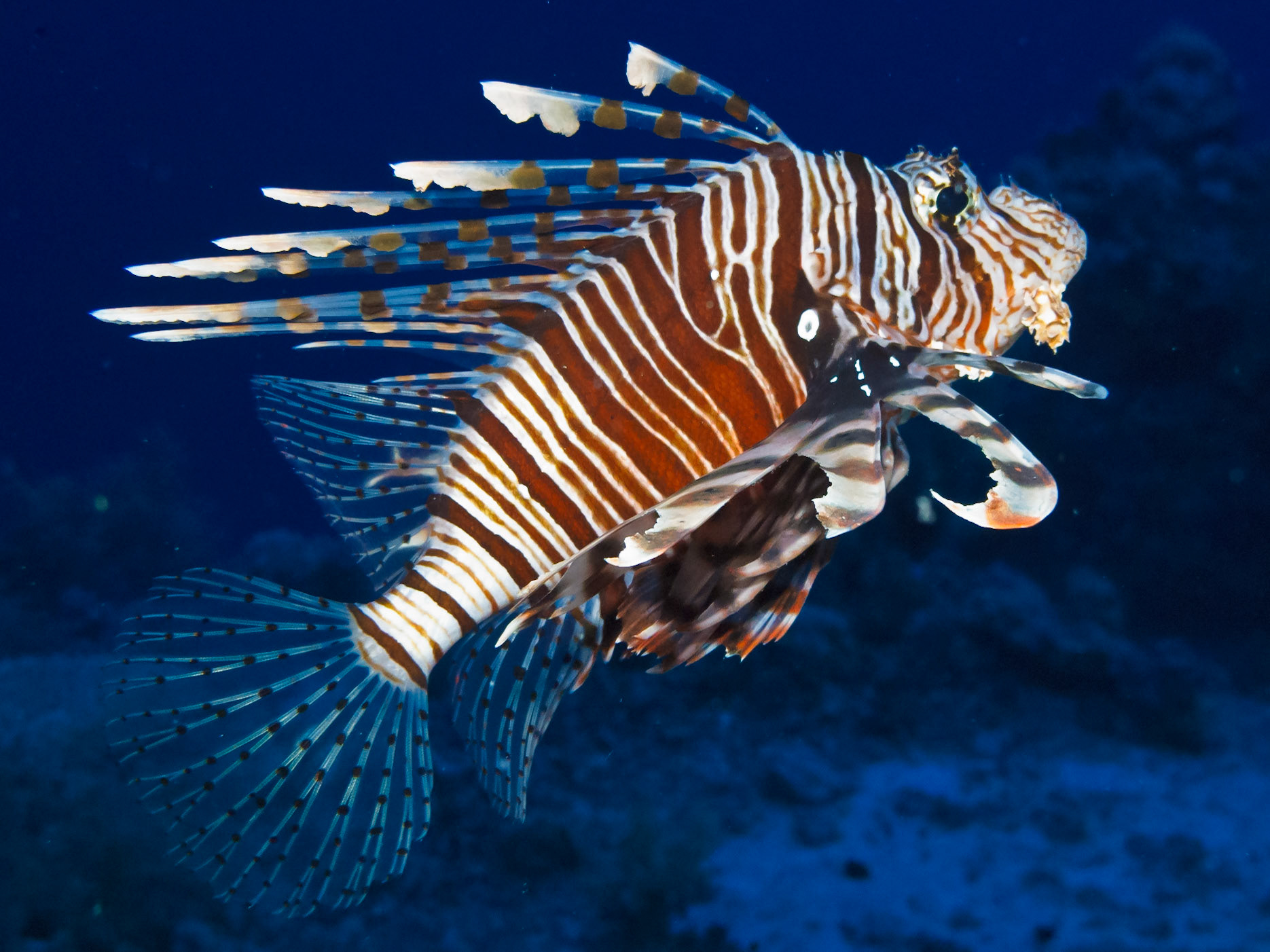 Indian Lionfish