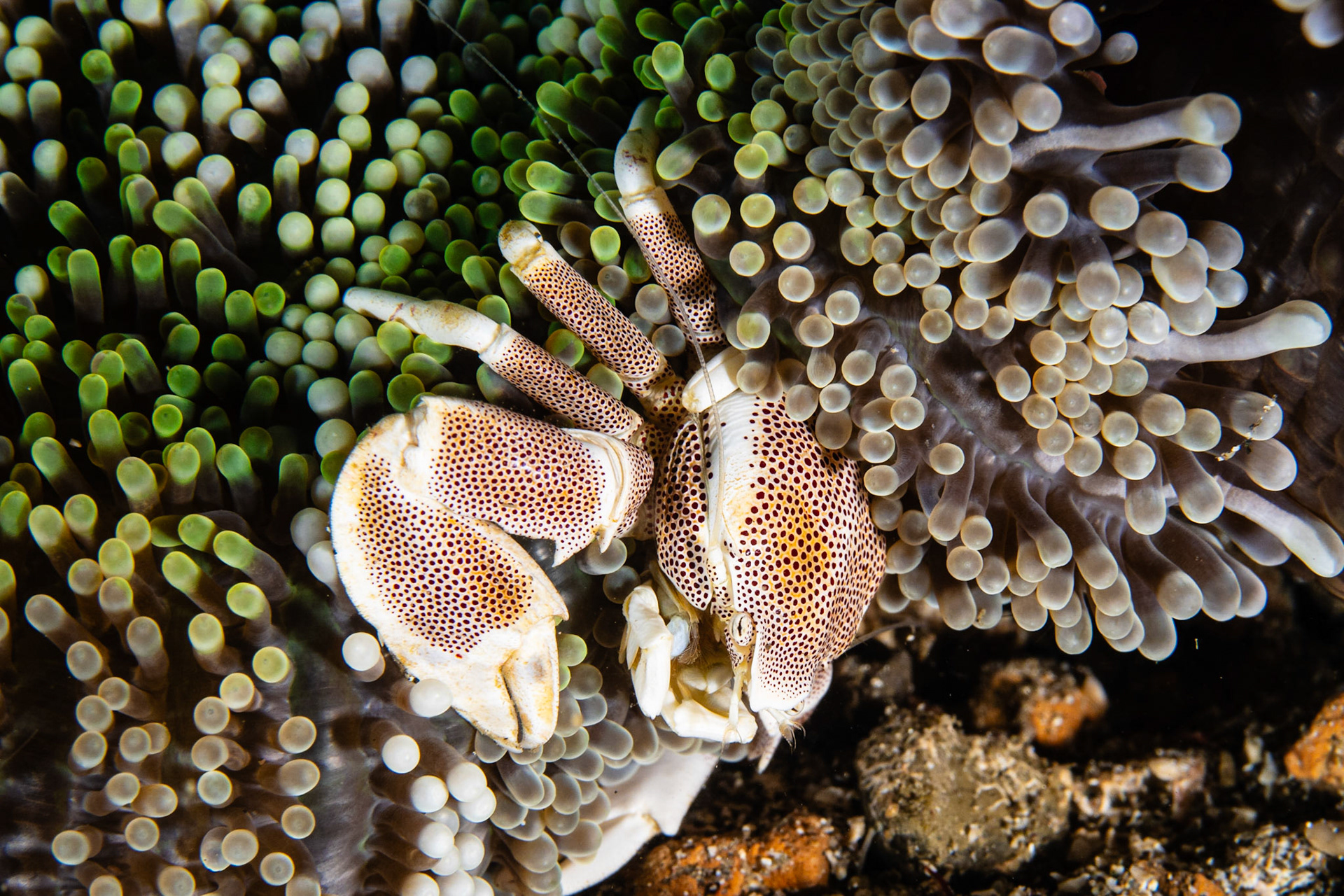 Spotted Porcelain Crab