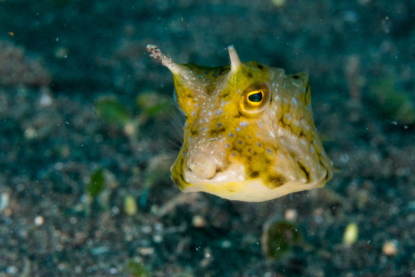 Thornback Cowfish