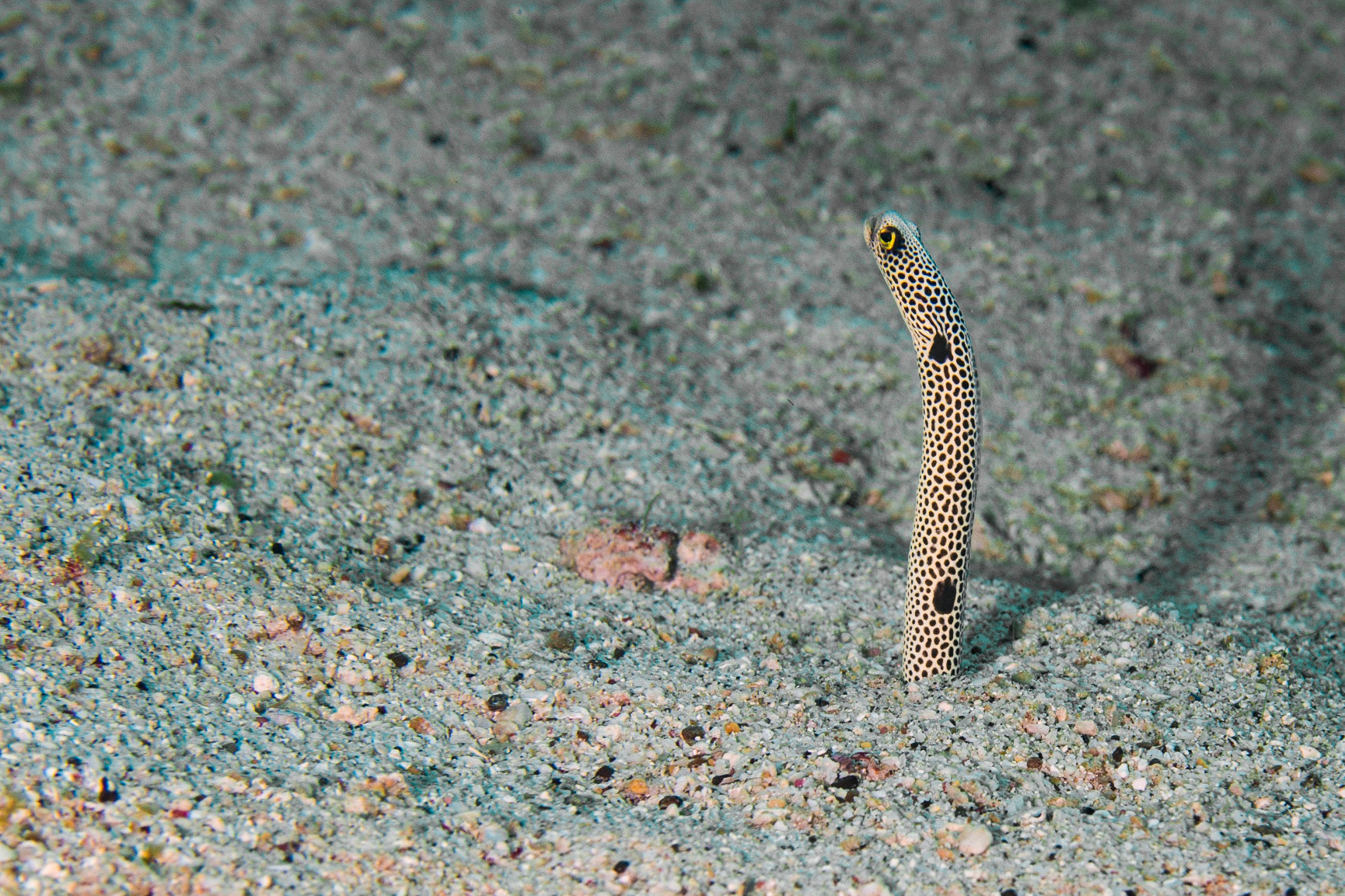 Spotted Garden Eel