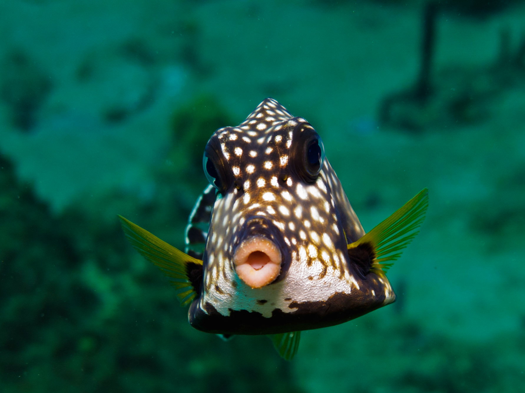 Smooth Trunkfish