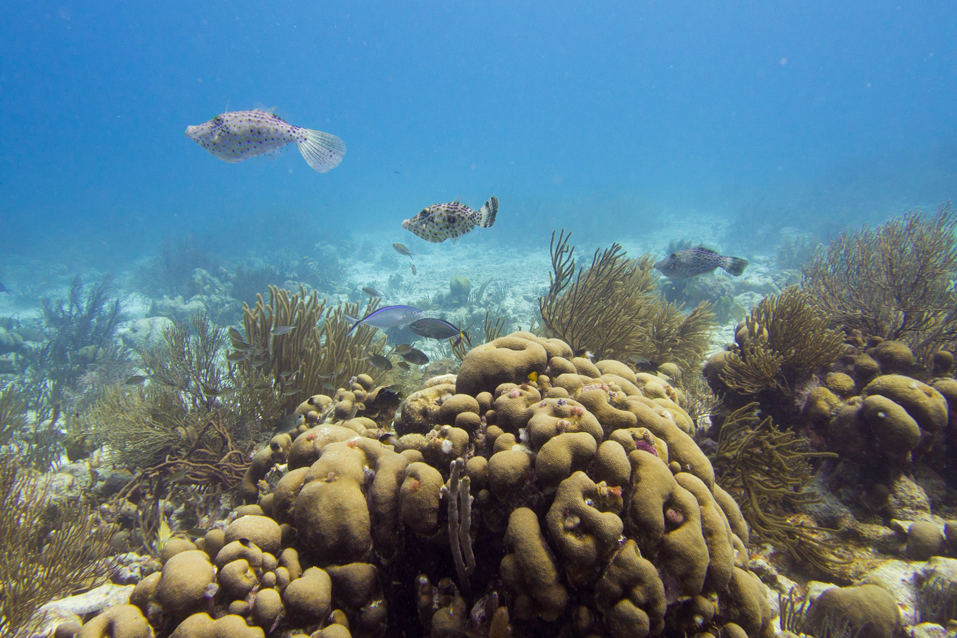 Scrawled Filefish